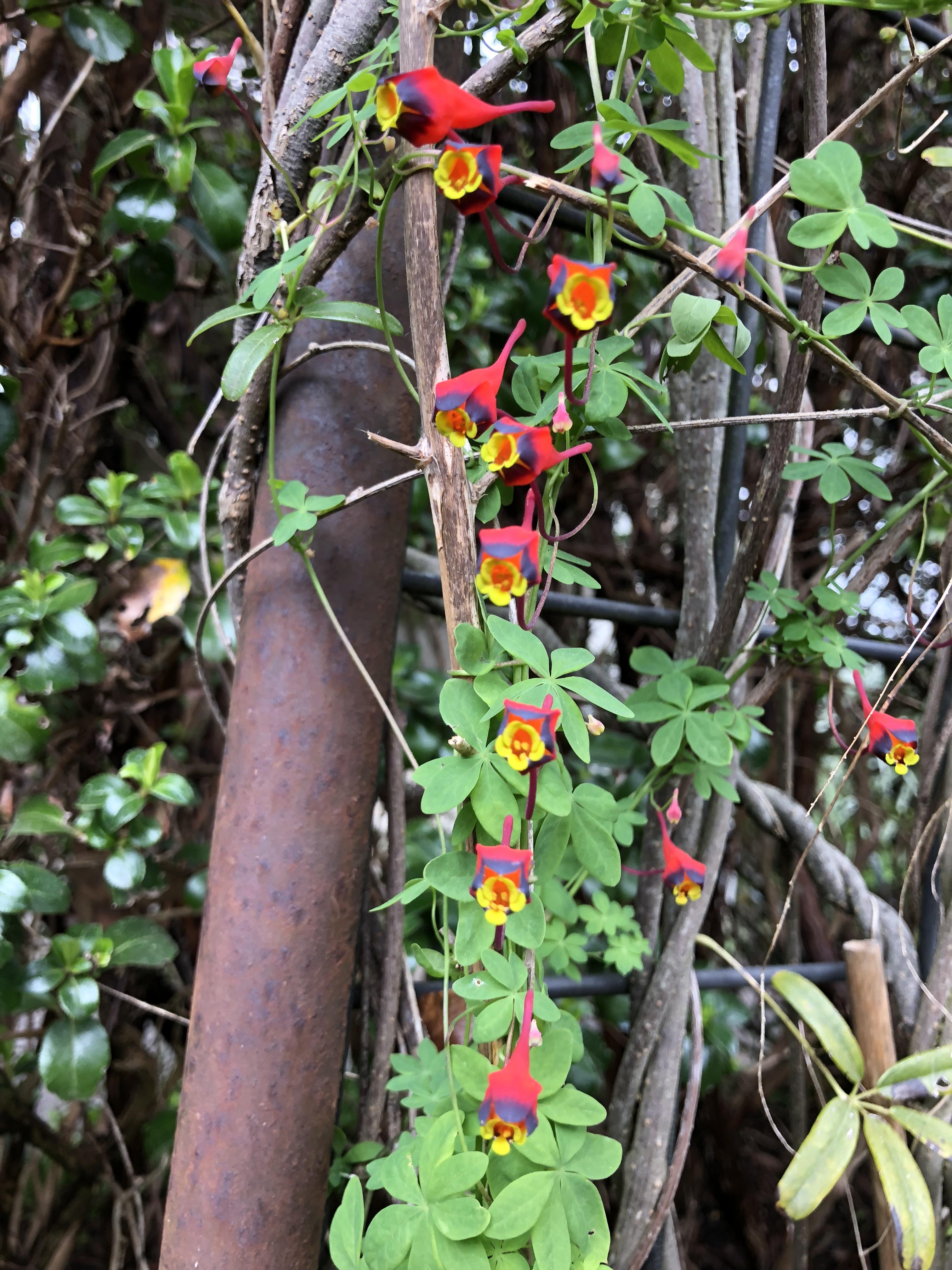 Beautiful creeper with multicoloured flowers (Mt Macedon, Victoria, Australia)? r/whatsthisplant