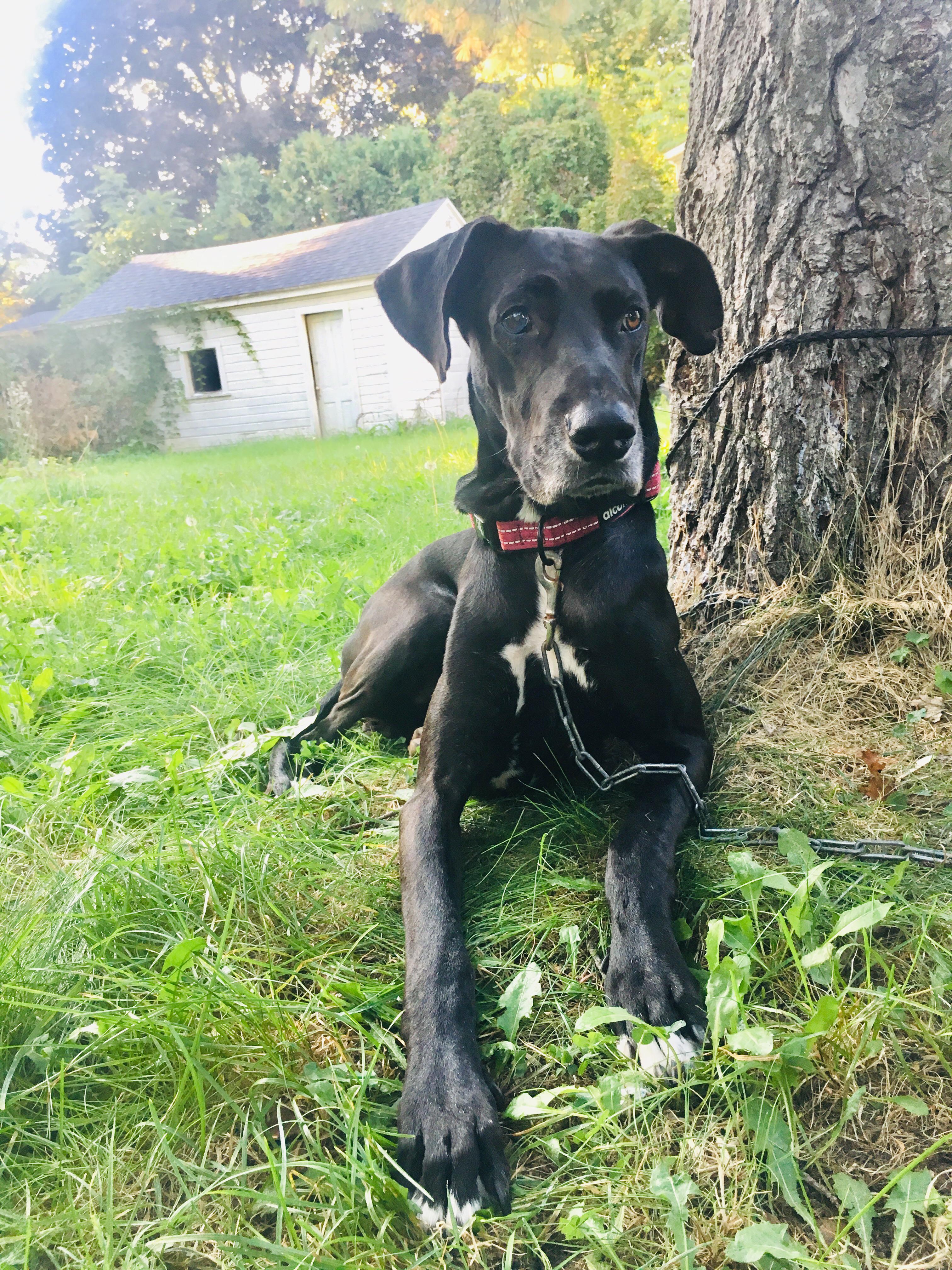 Great Dane Greyhound Lab Mix