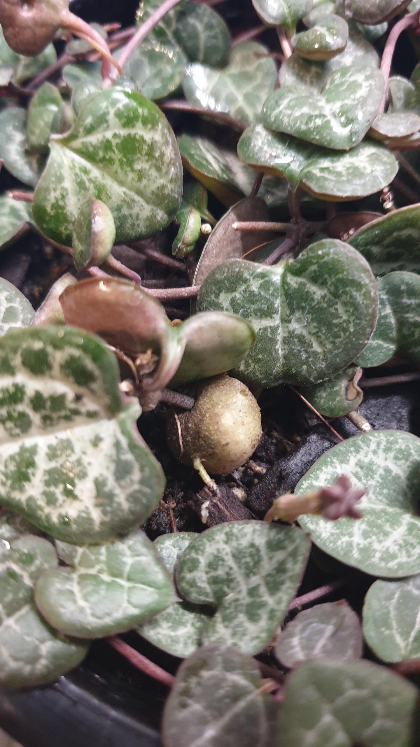 what is this bulbous thing in my chain of hearts? r/houseplants