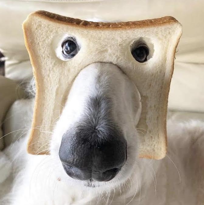 Pure Bread Dog funny
