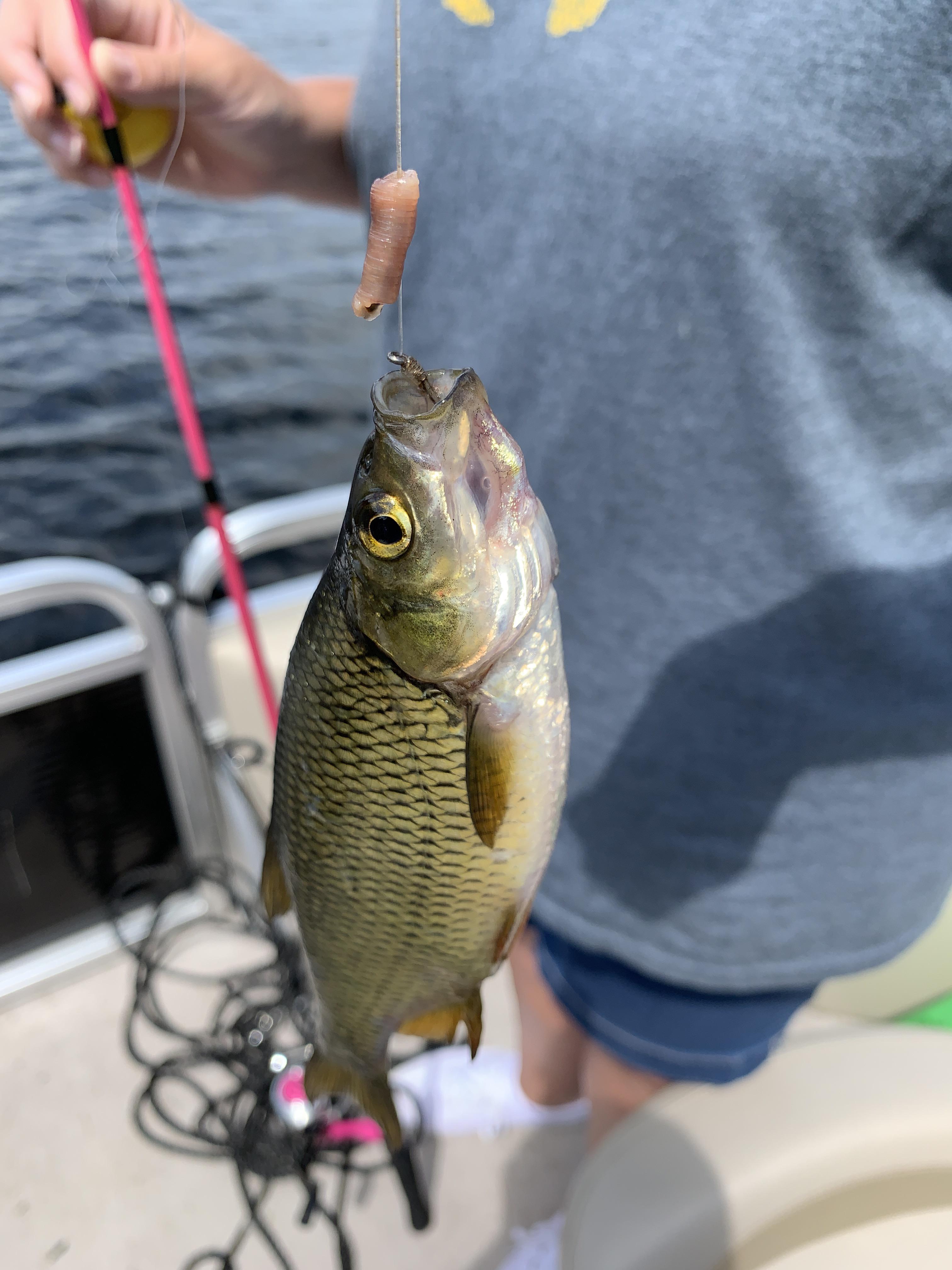 We caught this out in Lake Pleasant in the Adirondacks (Upstate New