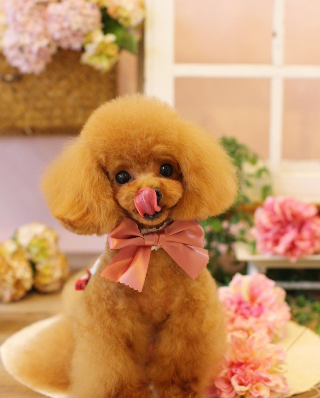 I love Japanese grooming Instagrams! Anyone else want to follow my