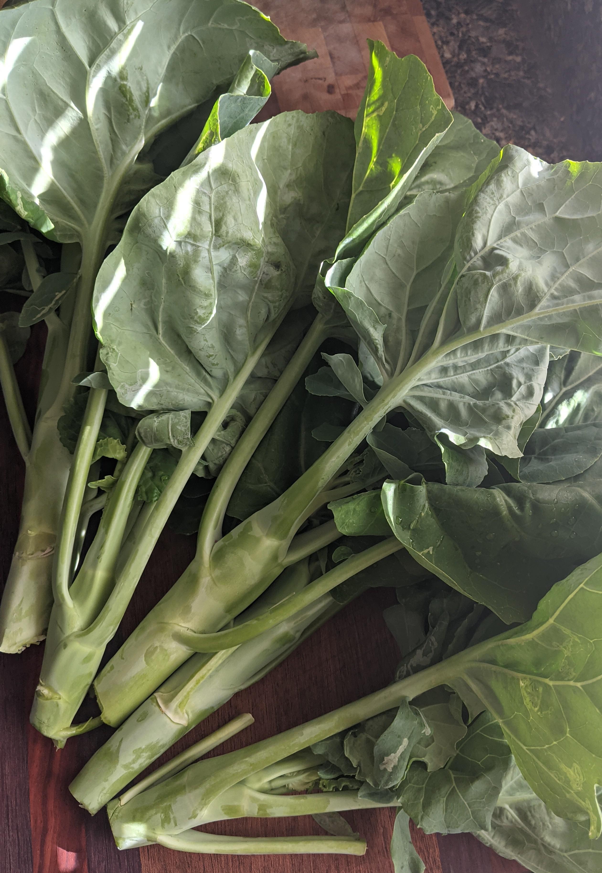 We grew Gai Lan for the first time this year and it's been a success