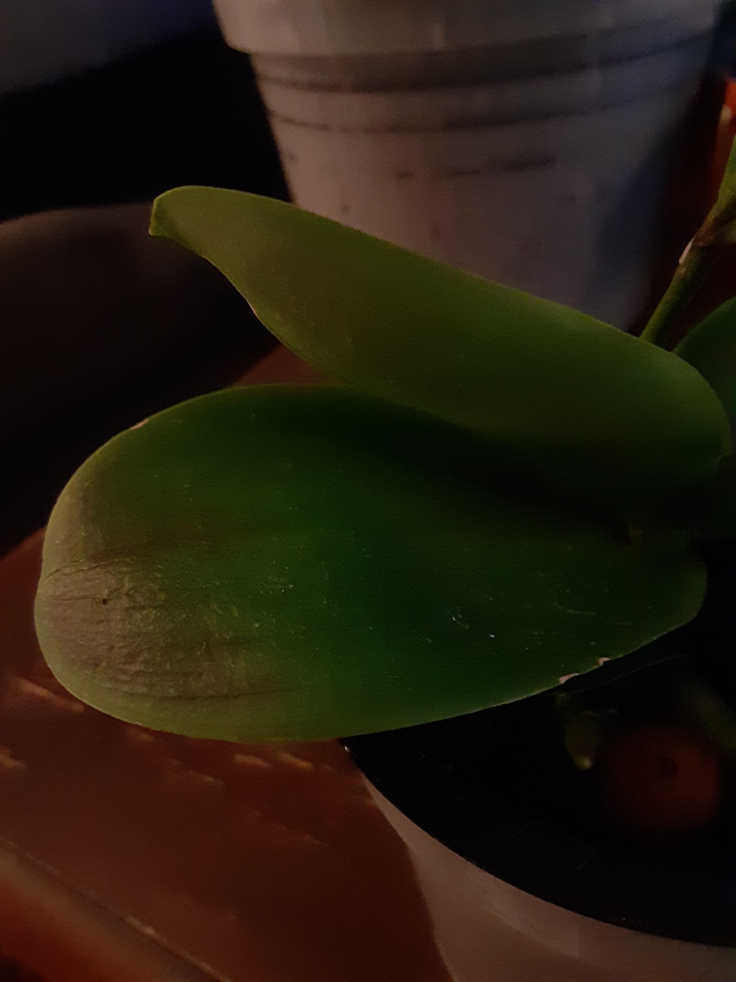What could be causing the leaves on my mini phalaenopsis orchid to do