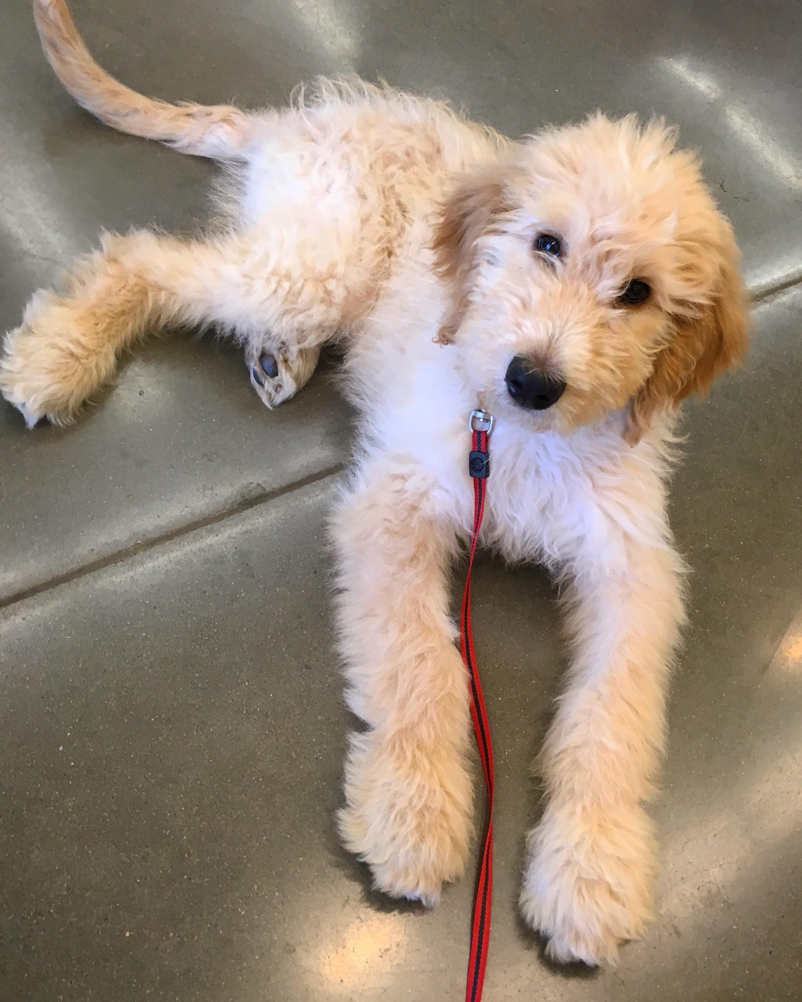 My dream dog is finally a reality! Meet Chewie r/aww