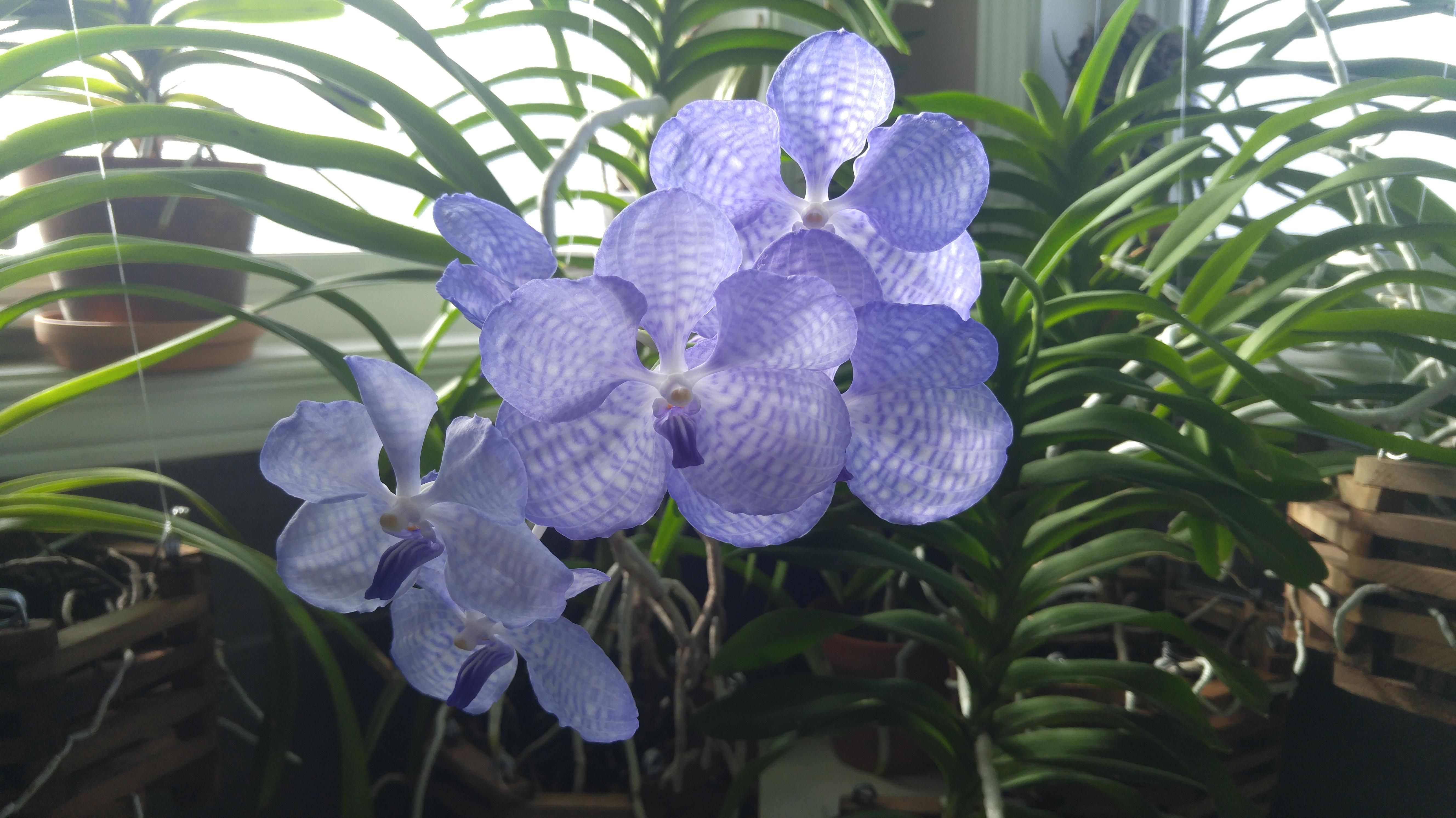 Vanda coerulea my favorite vanda species, it blooms easily and