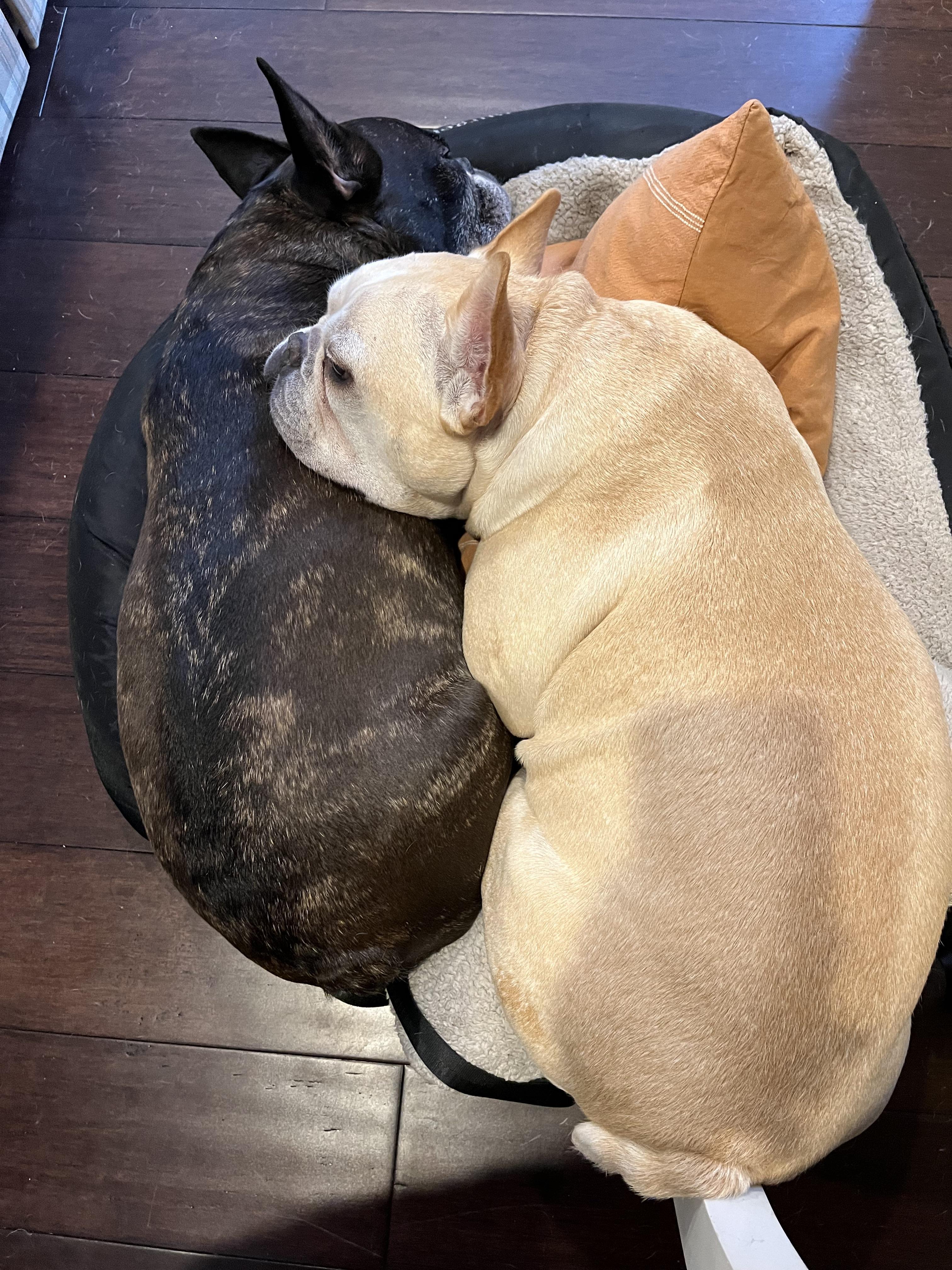 How did your Frenchie respond to losing a sibling? r/Frenchbulldogs