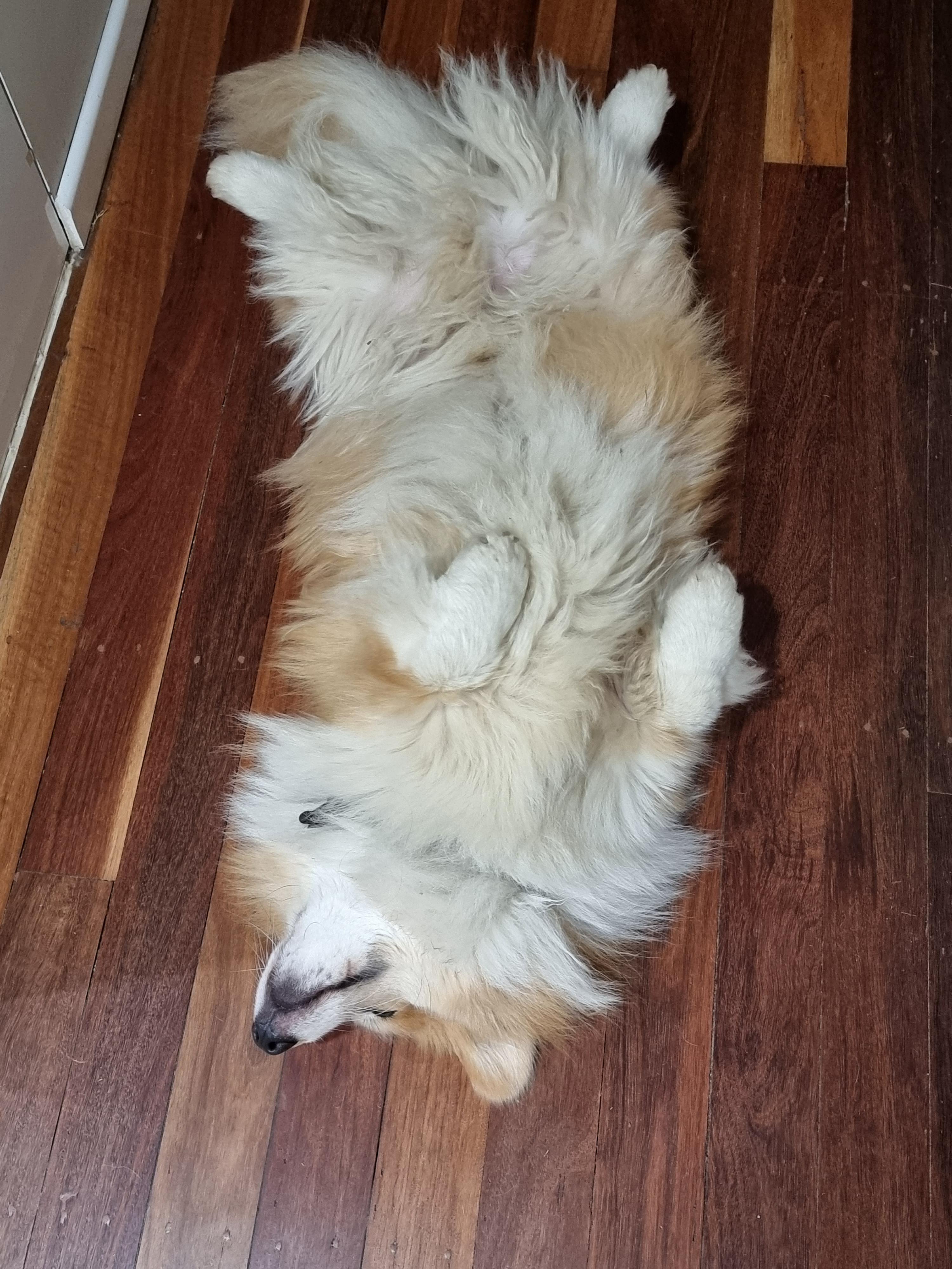 Politely asking reddit for belly rubs 🥰