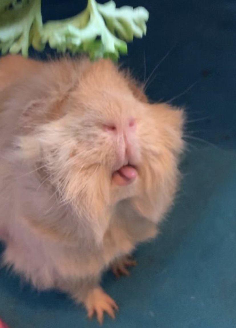 When the coriander be lookin extra good r/guineapigs