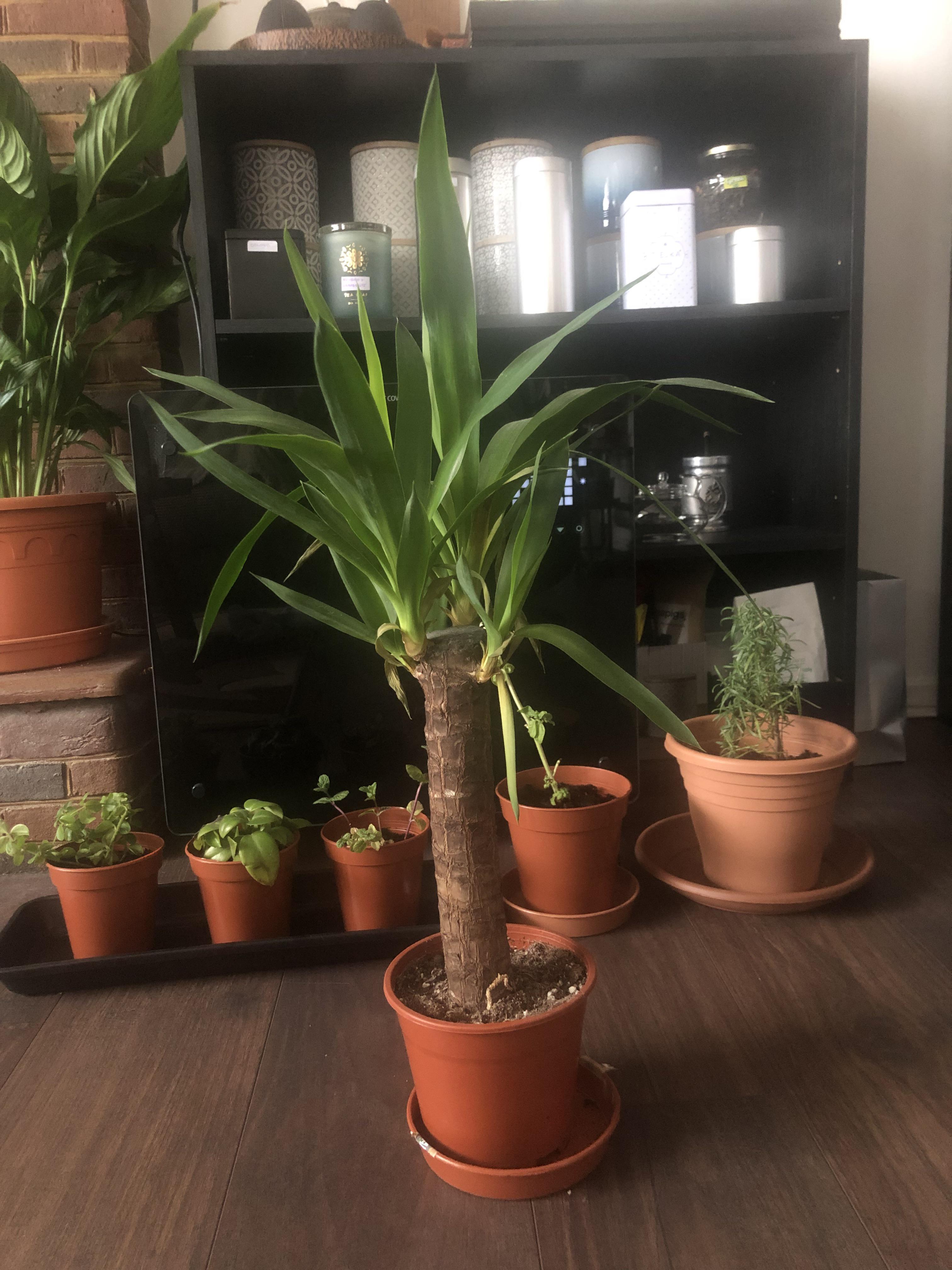 Yucca r/houseplants