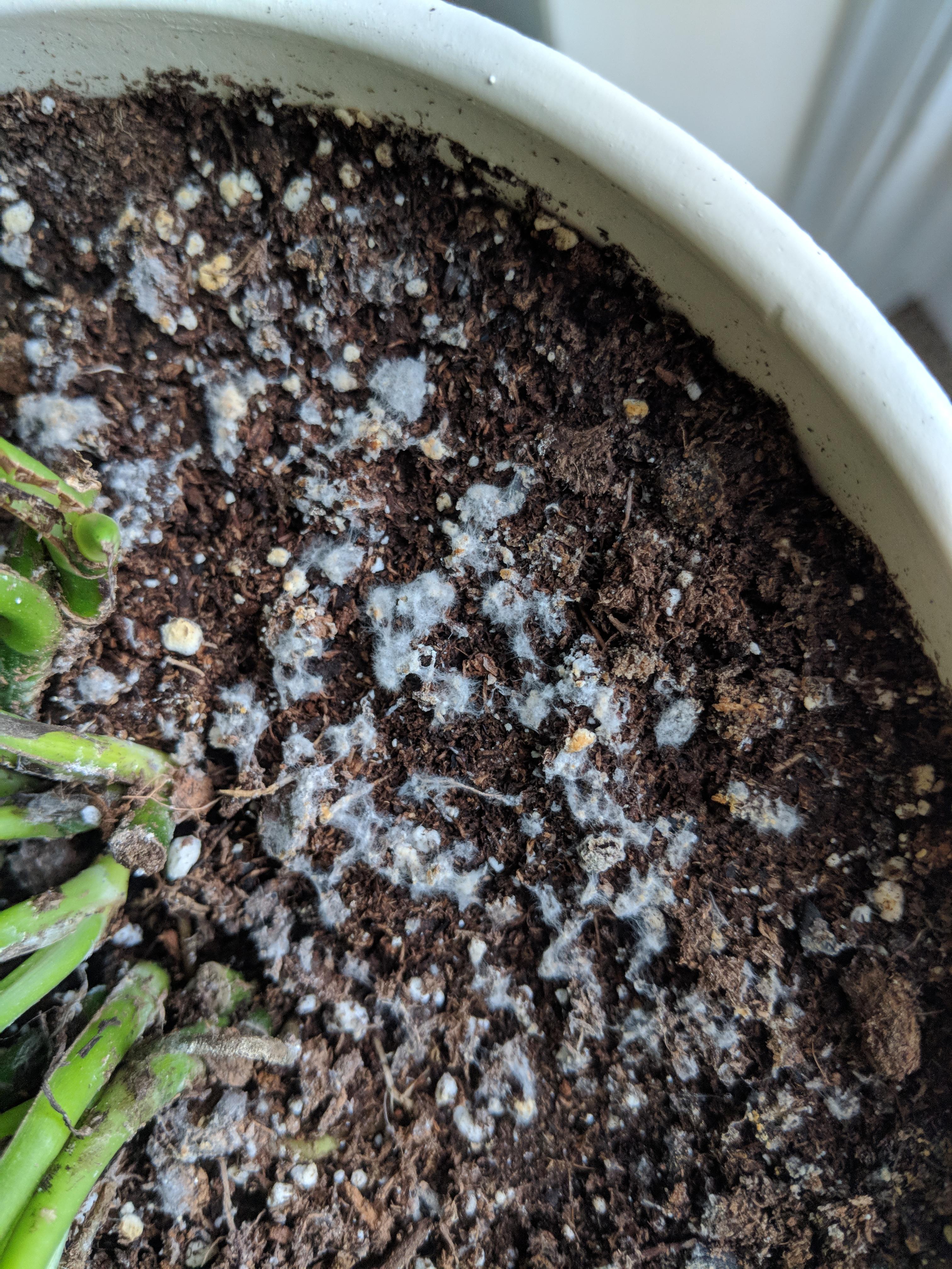 What can I do to stop my plants and pots from growing mold??? They're