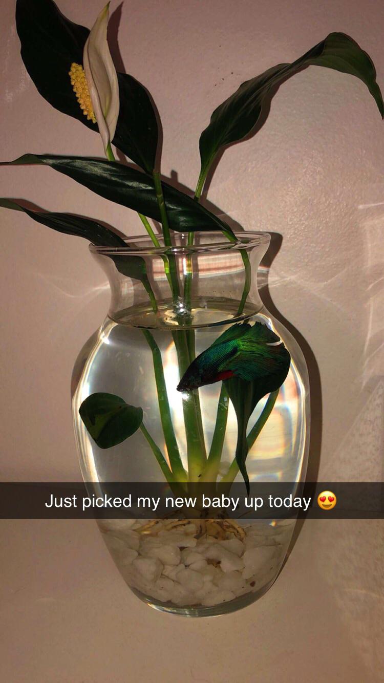 Friend of mine, I tried to tell her her Betta need water conditioner