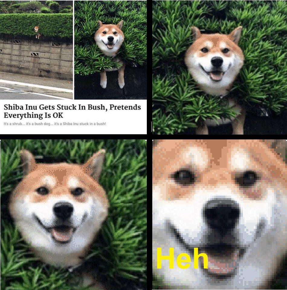 Shiba Inu is okay memes