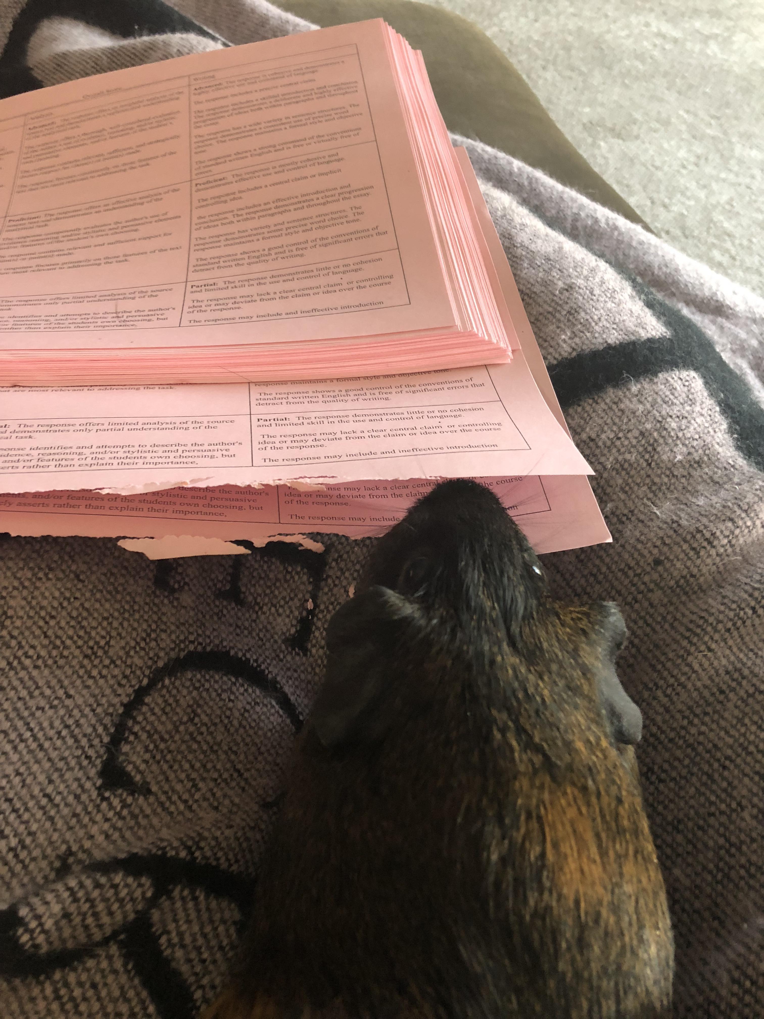 Oh, how the tables have turned my guinea pig ate your homework. r