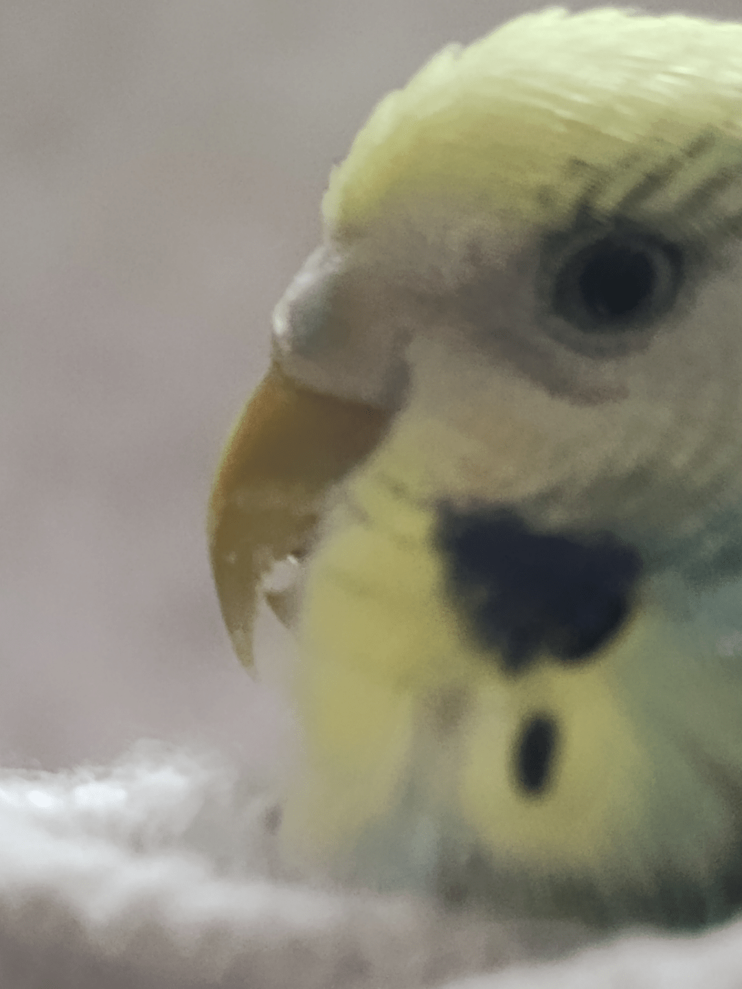 Why does my budgie have her beak open like this? I notice it a lot and