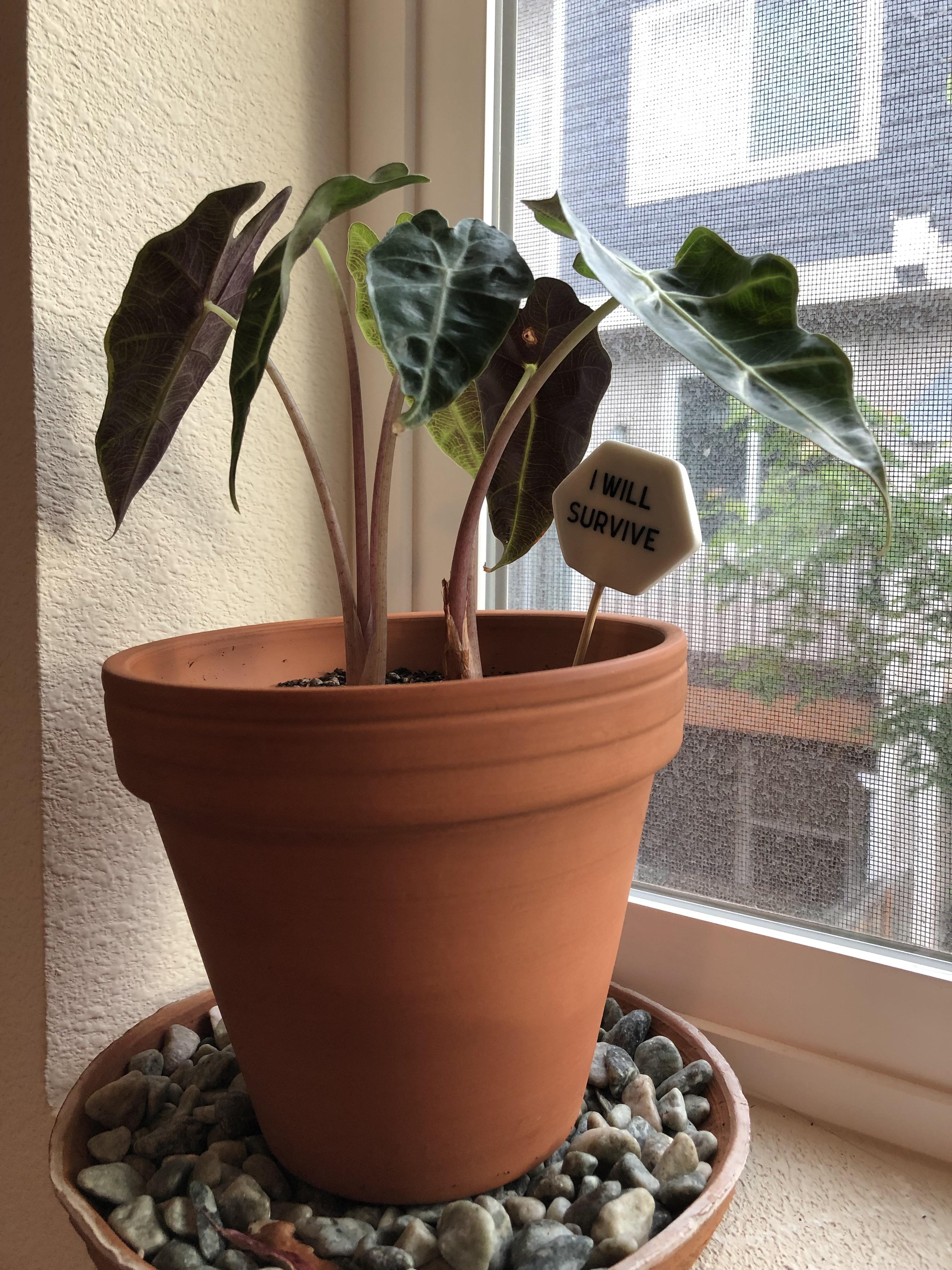 Why are the stems of my Alocasia drooping? More info in comments... r