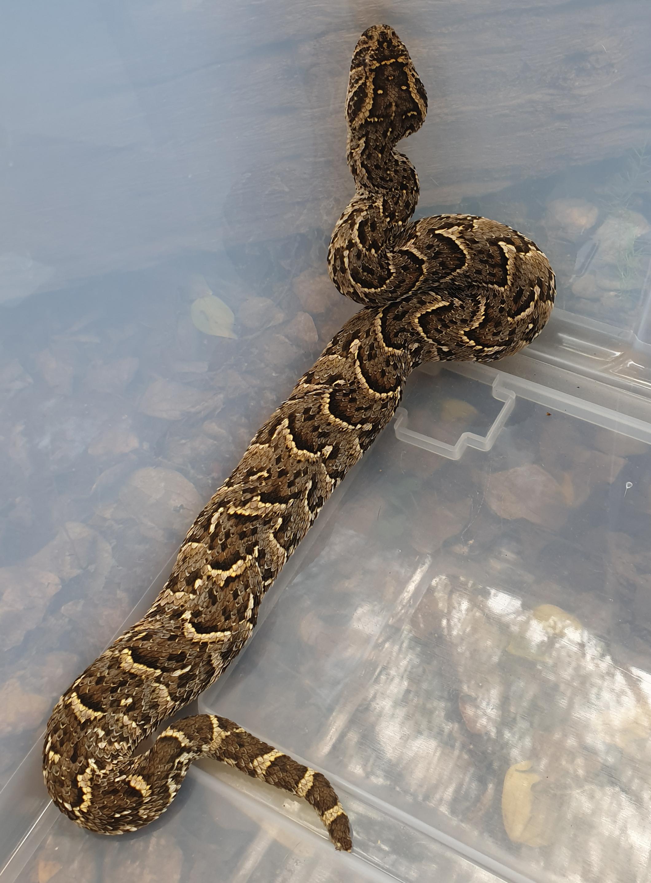 Puff Adder Snake Nc