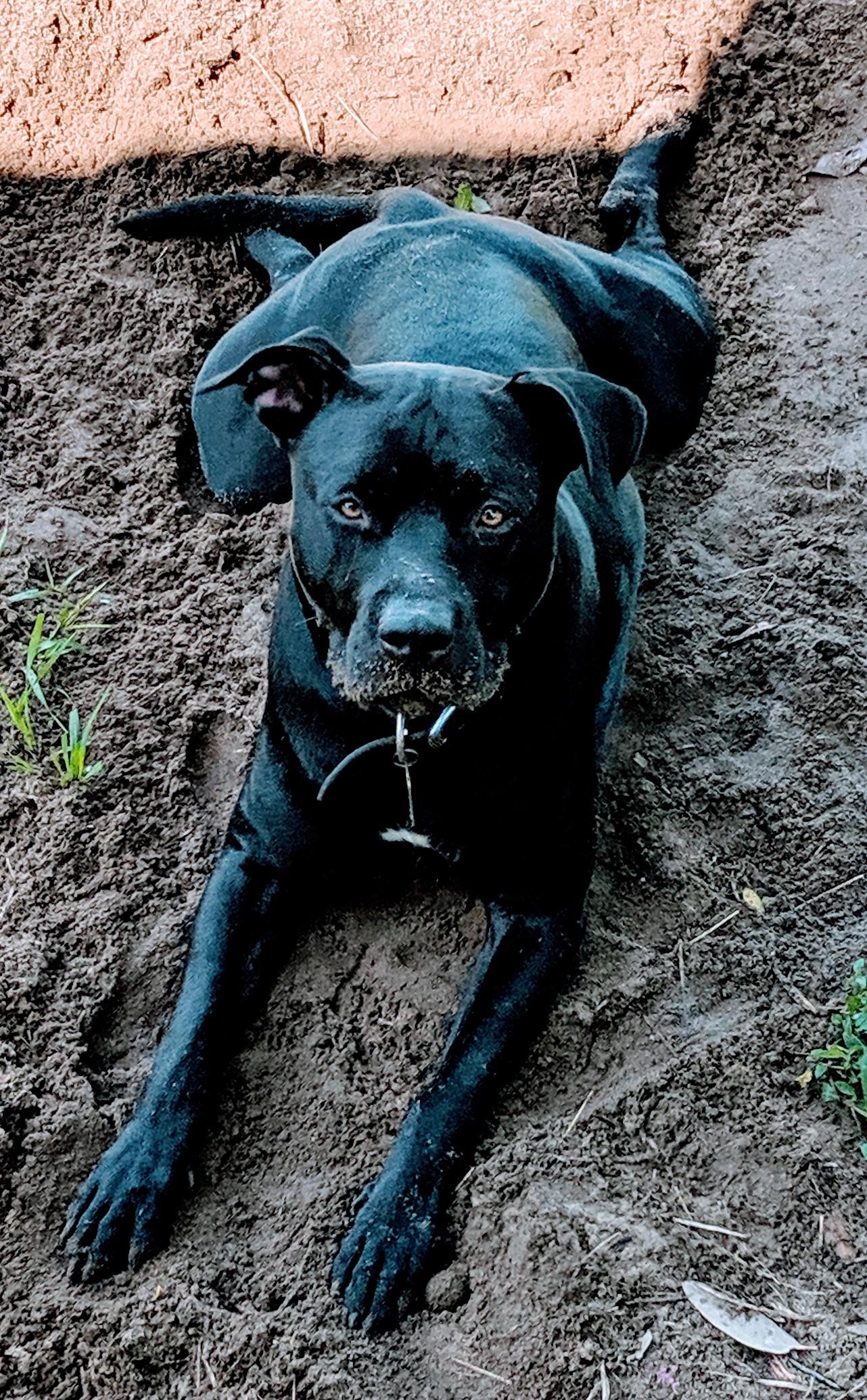 My American Bulldog/Lab hybrid, or American Bullador, Dude. Has anyone