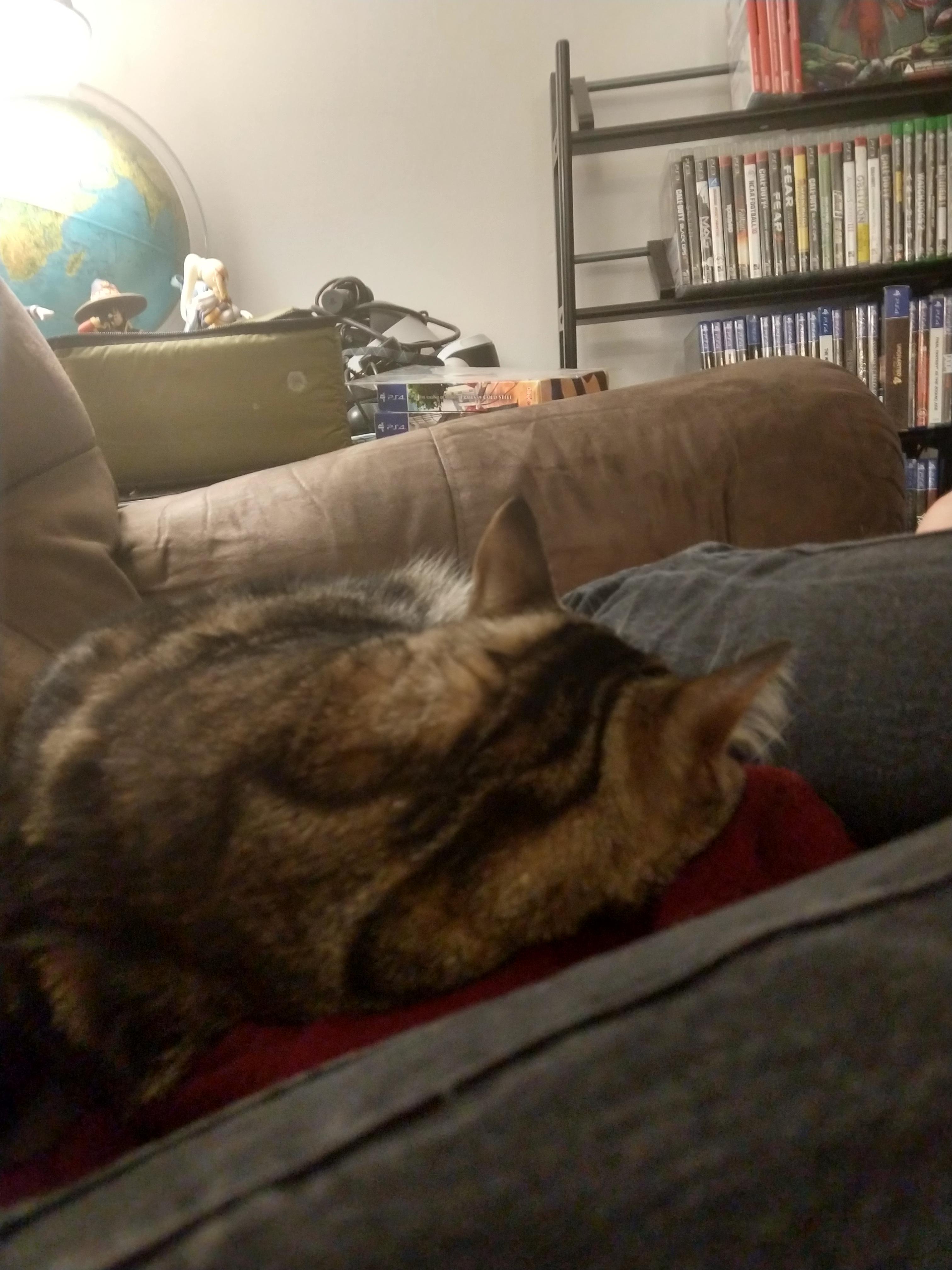 My cat cuddling with me r/aww