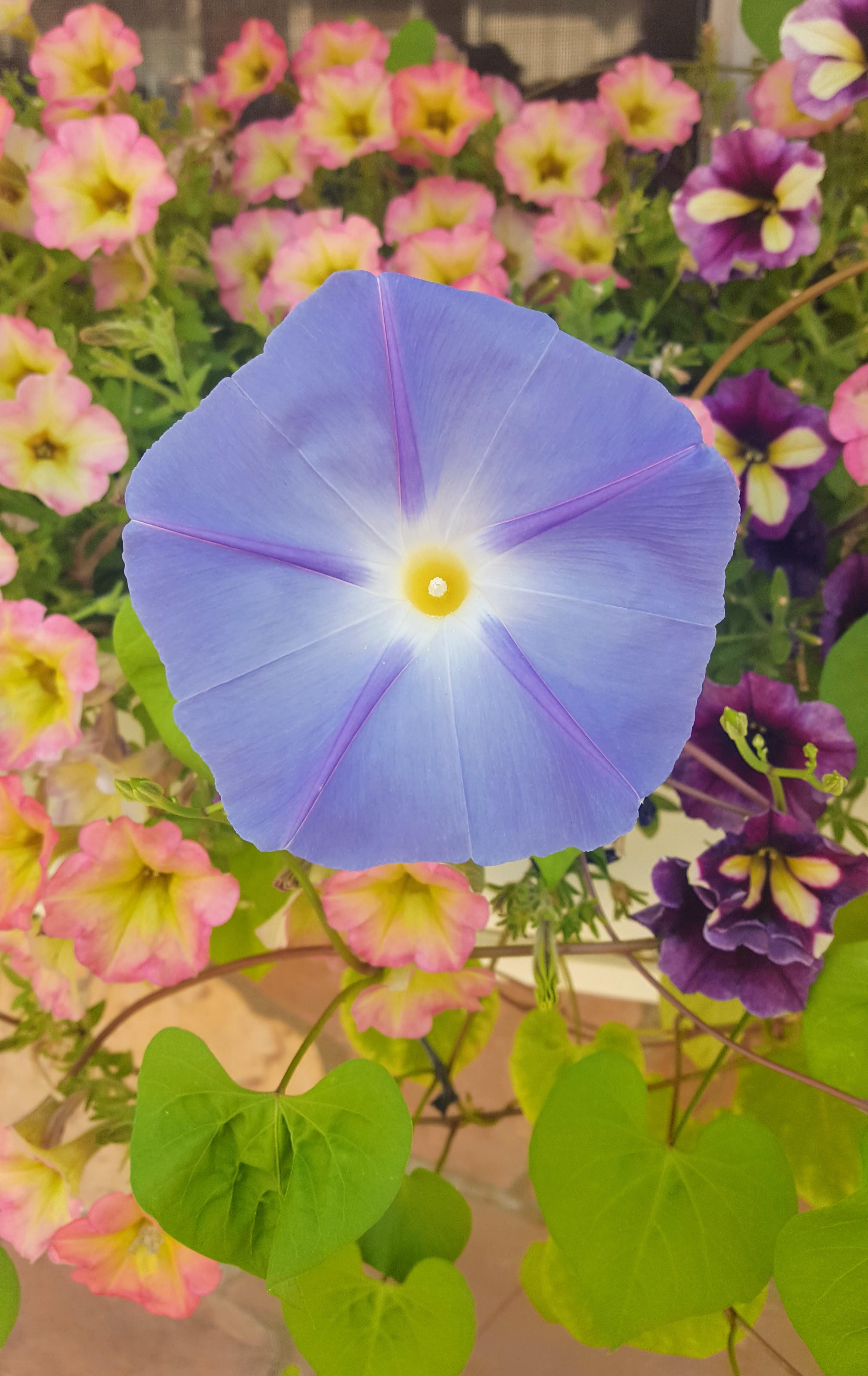 My first morning glory bloom of the season! Popped out this evening
