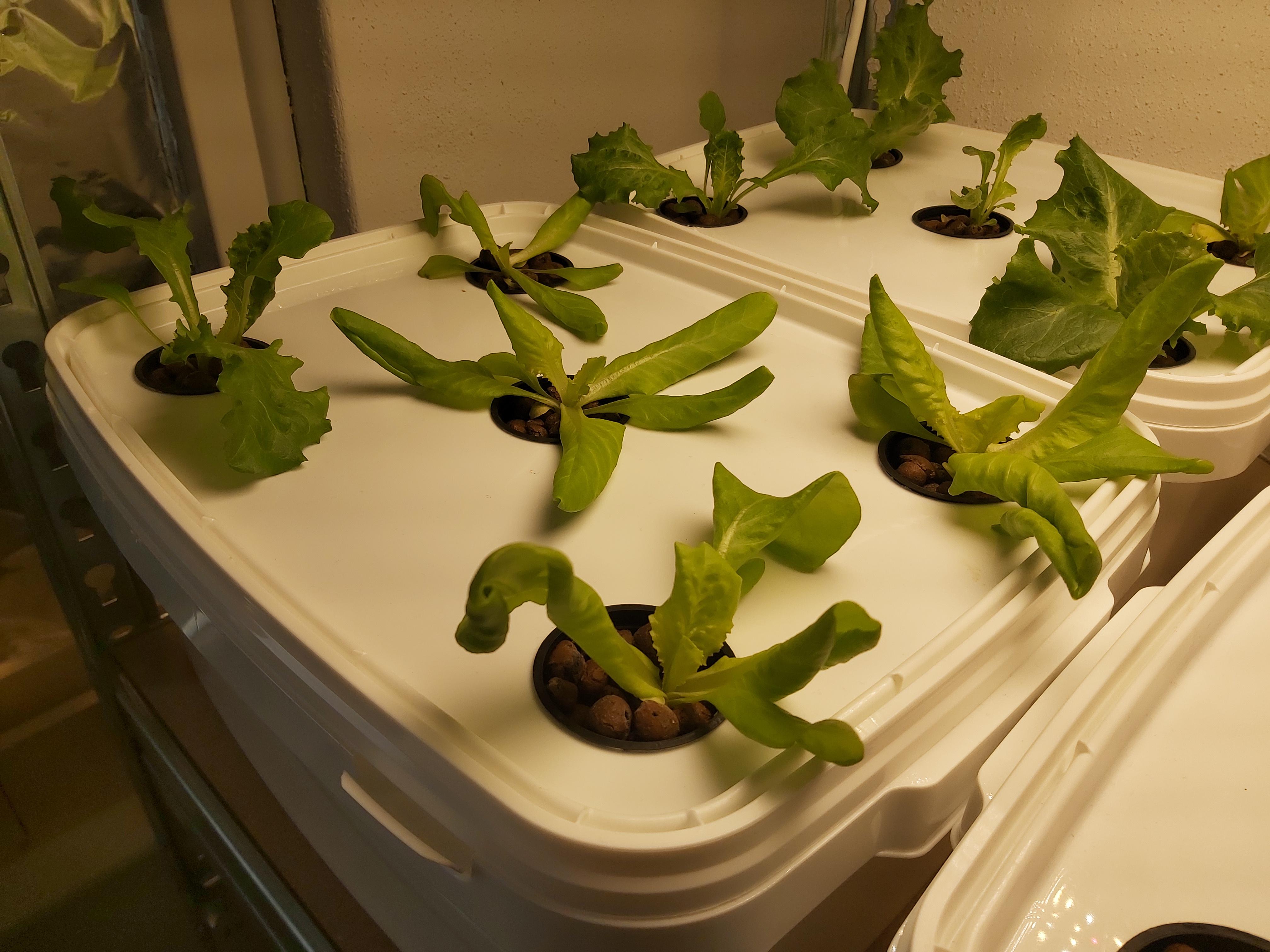 Butterleaf lettuce leafs curled backwards r/Hydroponics