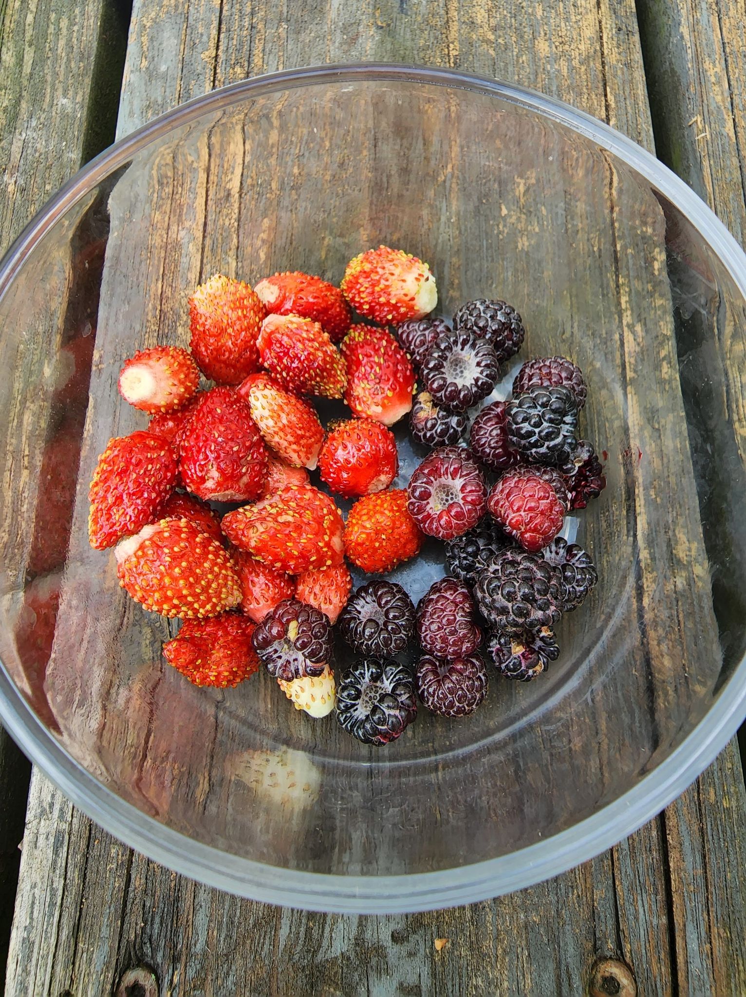 Alpine Strawberries and the first Black Raspberries of the season. r
