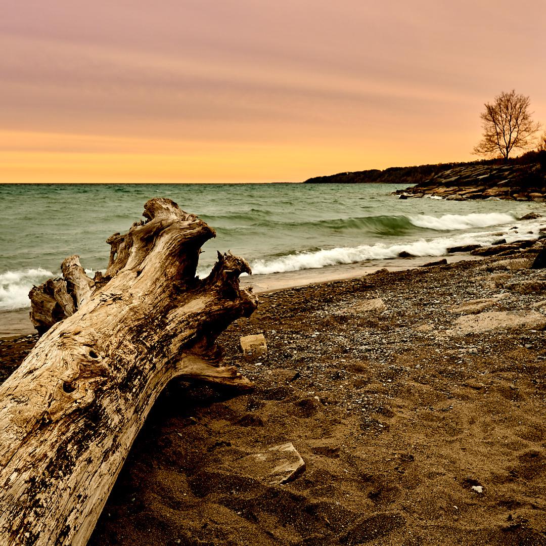 Driftwood by Lake Ontario r/SonyAlpha