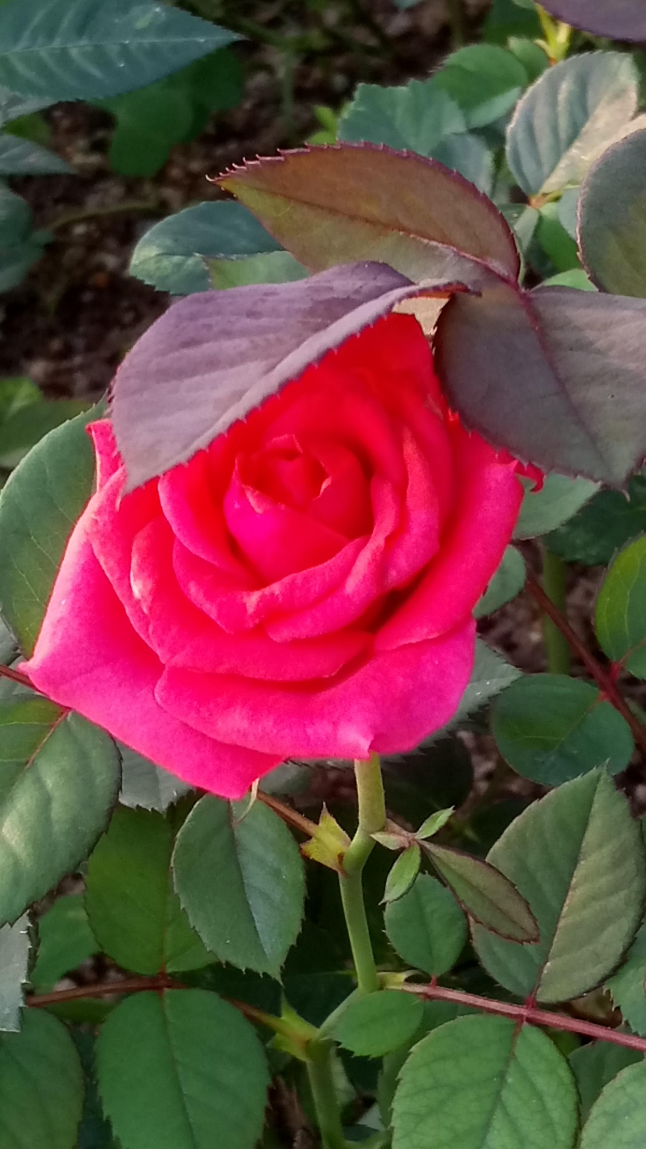 The roses are in bloom. r/pics