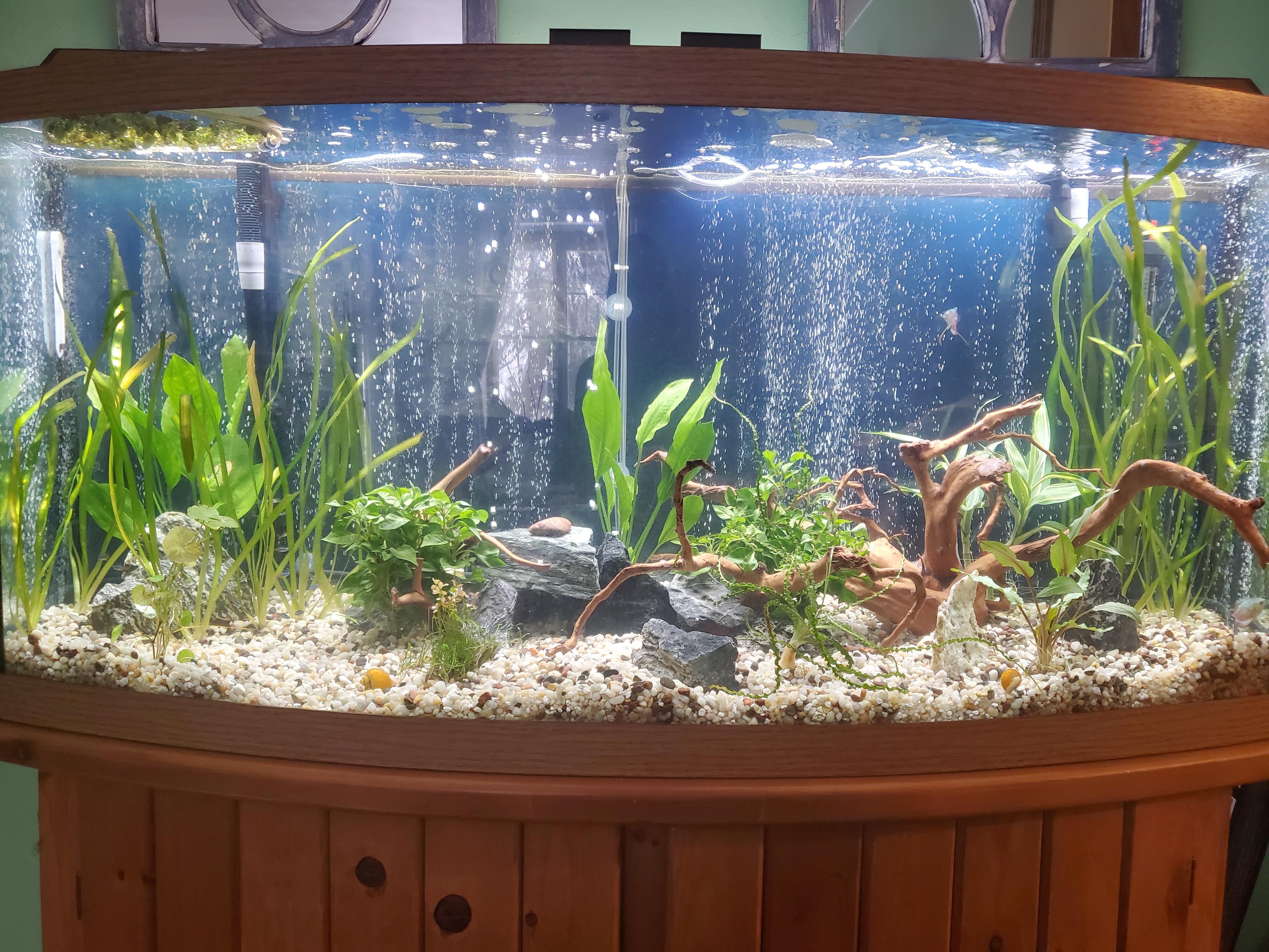 Community tank stocking ideas! r/Aquariums