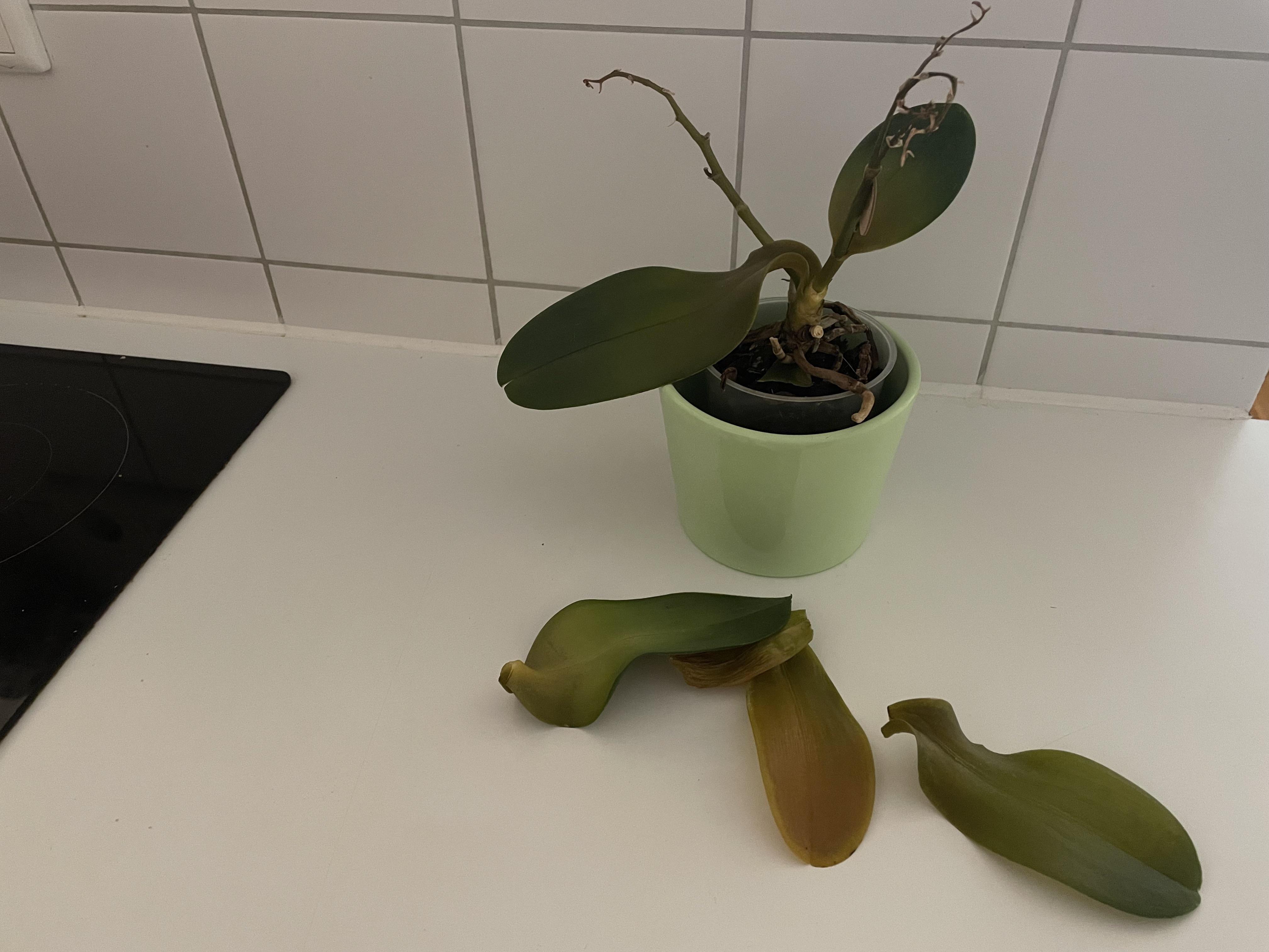 Please help to save my orchid