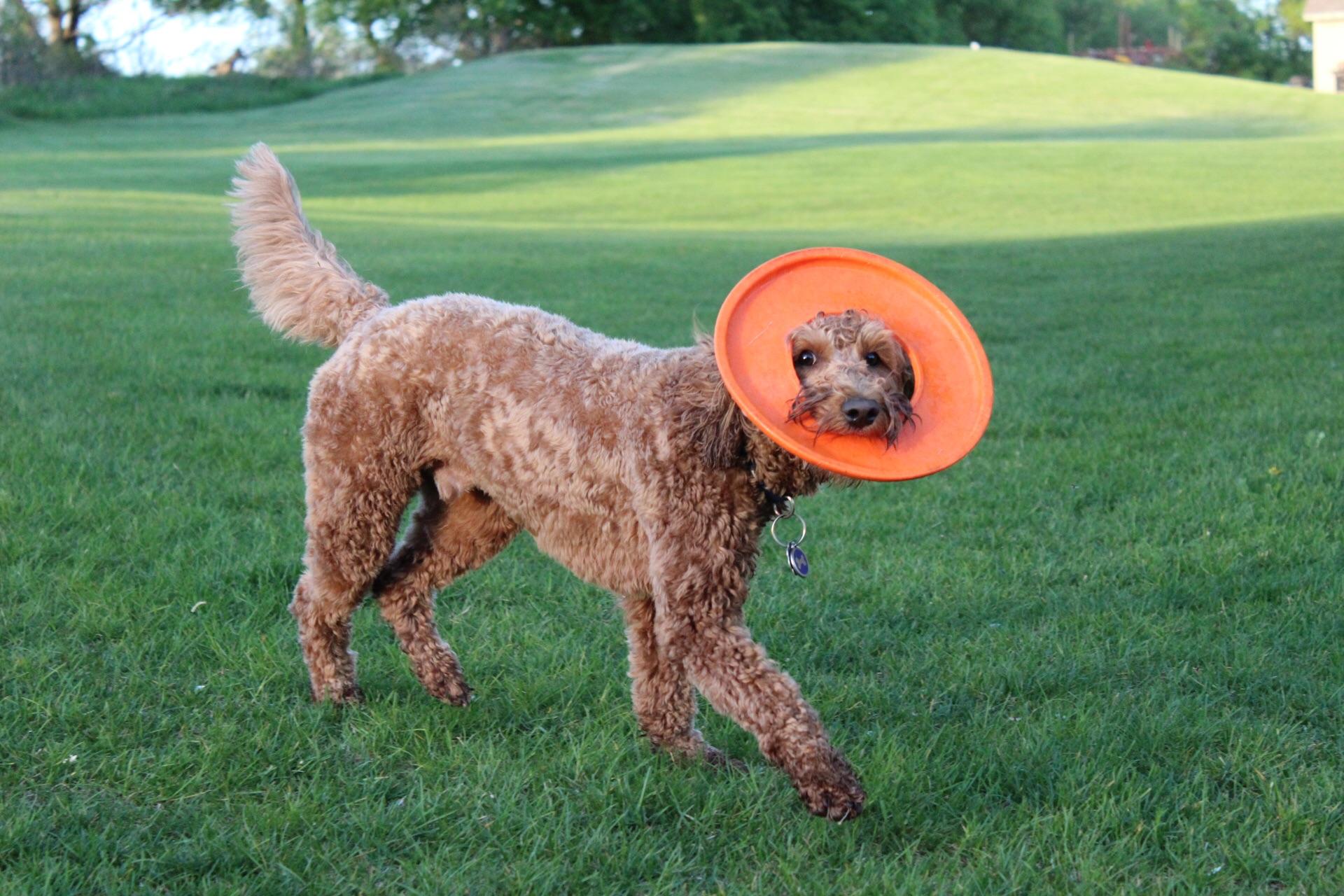 PsBattle dog sticking his face through the center of a frisbee r