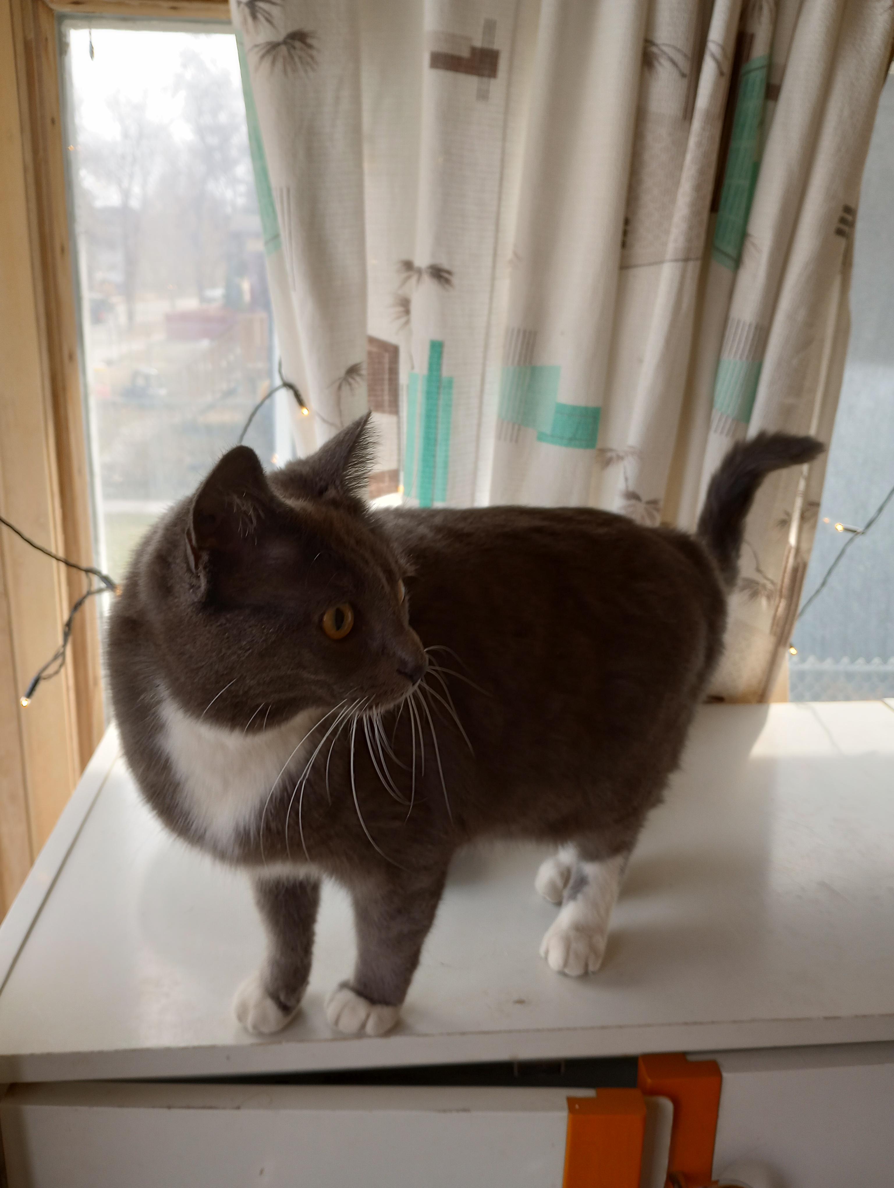 Found cat r/Winnipeg