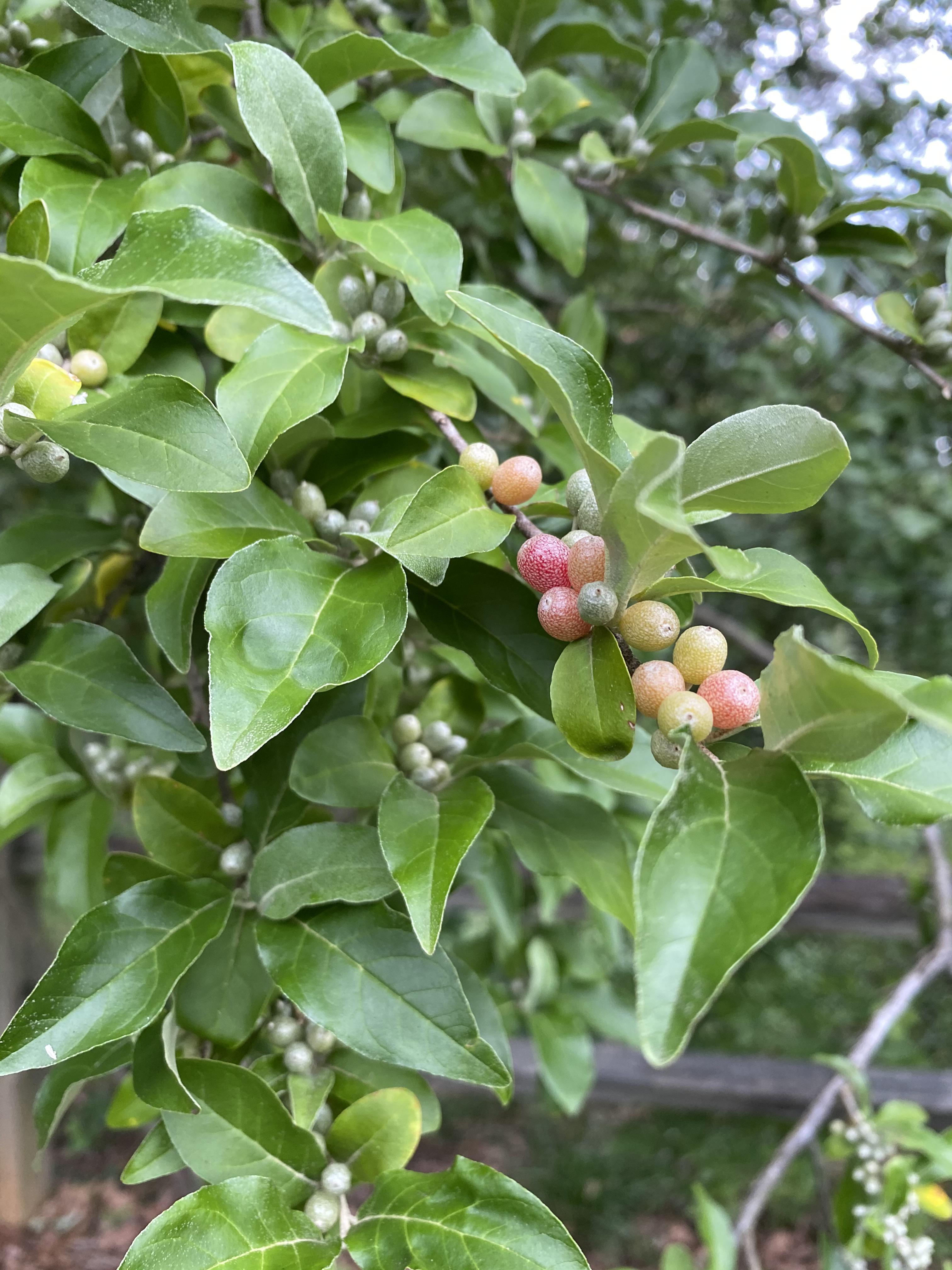 Fruity pebbles looking berries zone 7b r/whatsthisplant