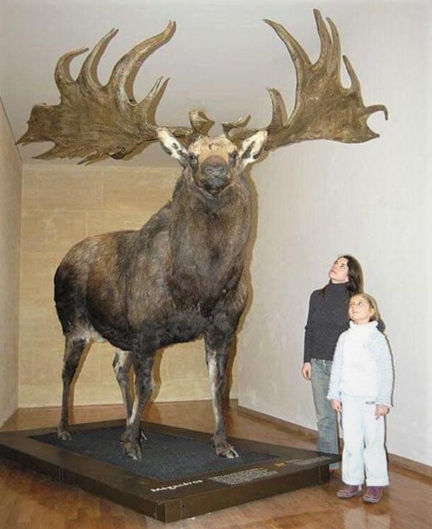 The Irish Elk is the largest species of deer to ever exist, standing at 7ft at the shoulder with