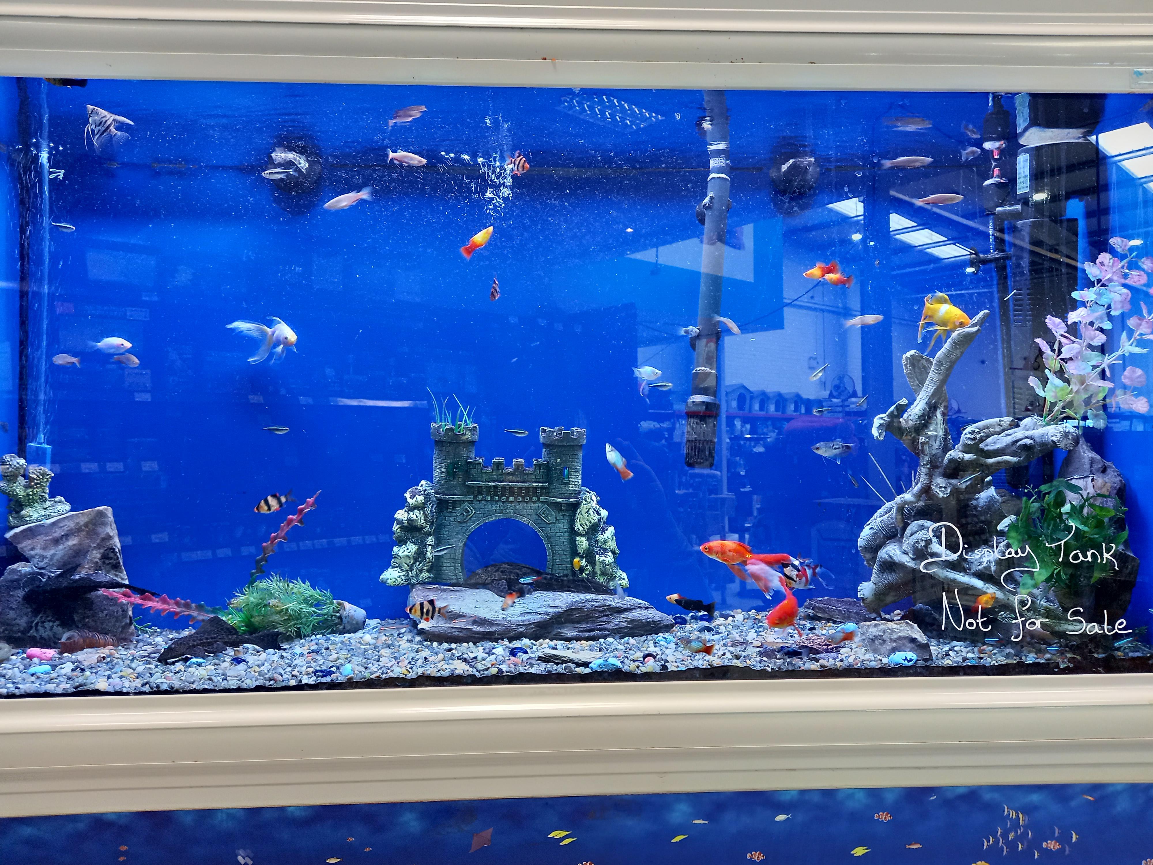 453 best Neon Tetra images on Pholder Aquariums, Planted Tank and