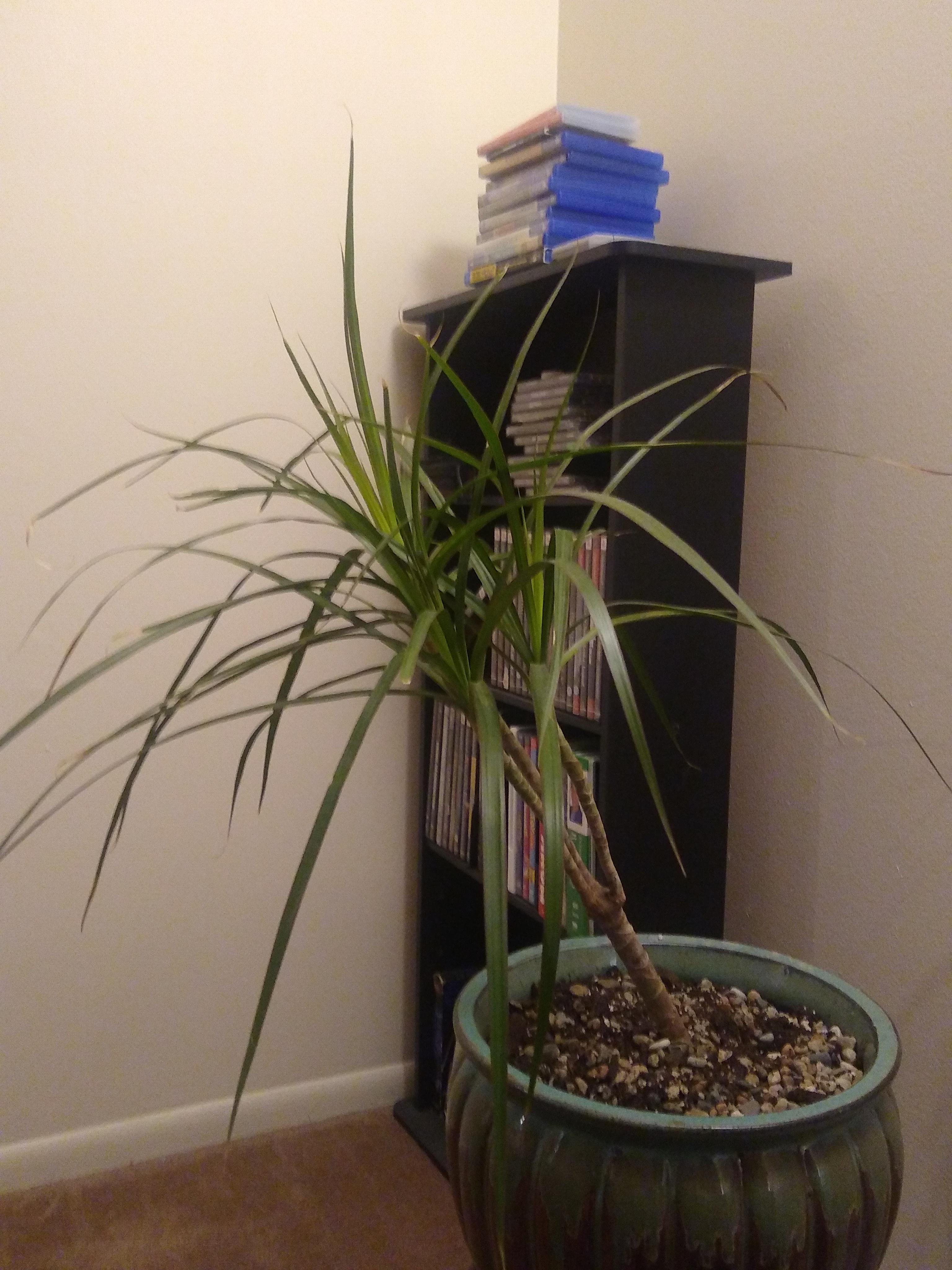 My dragon tree looks sad r/takecareofmyplant