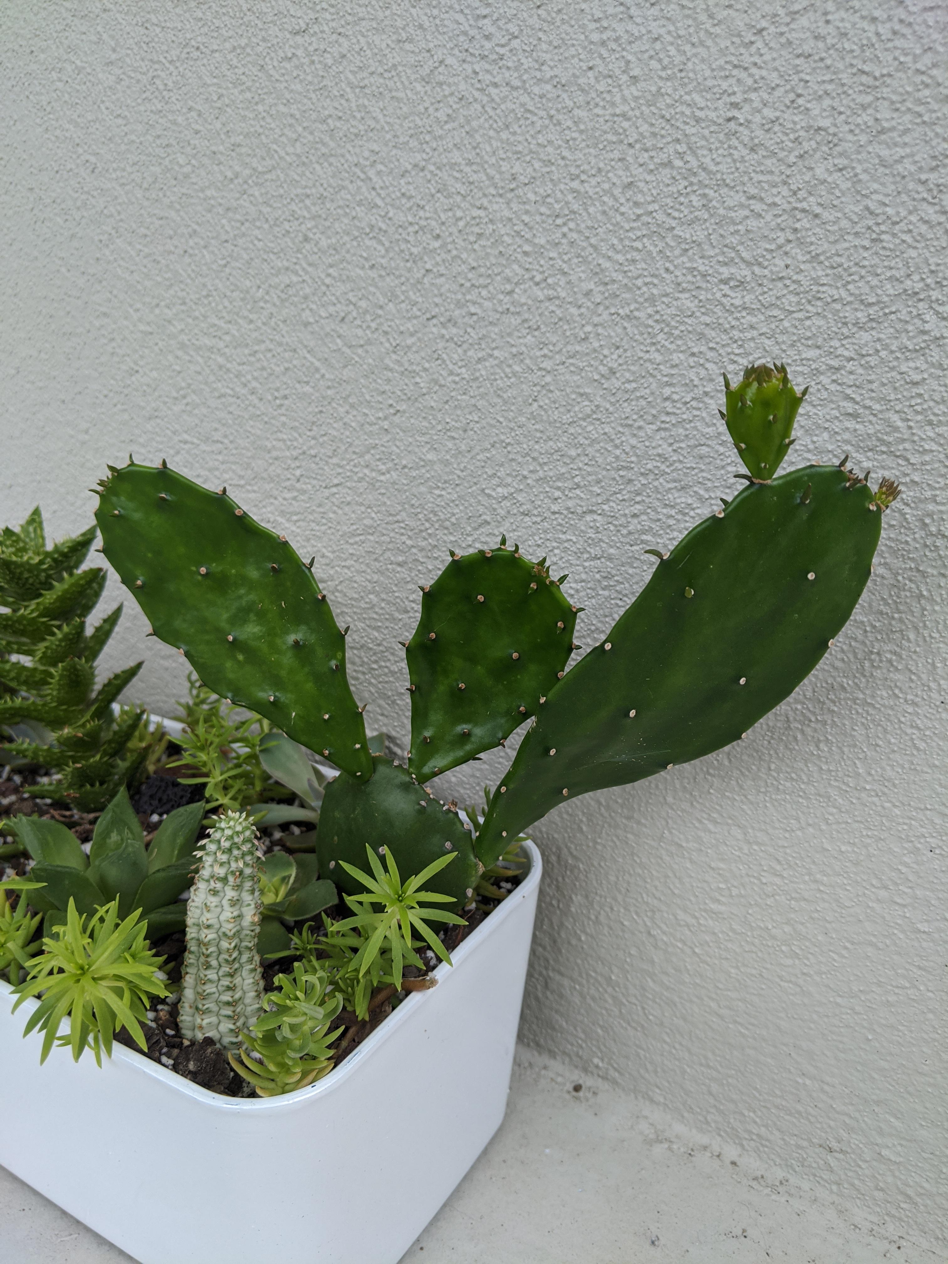 Is opuntia ready for propagation? Will it be able to propagate