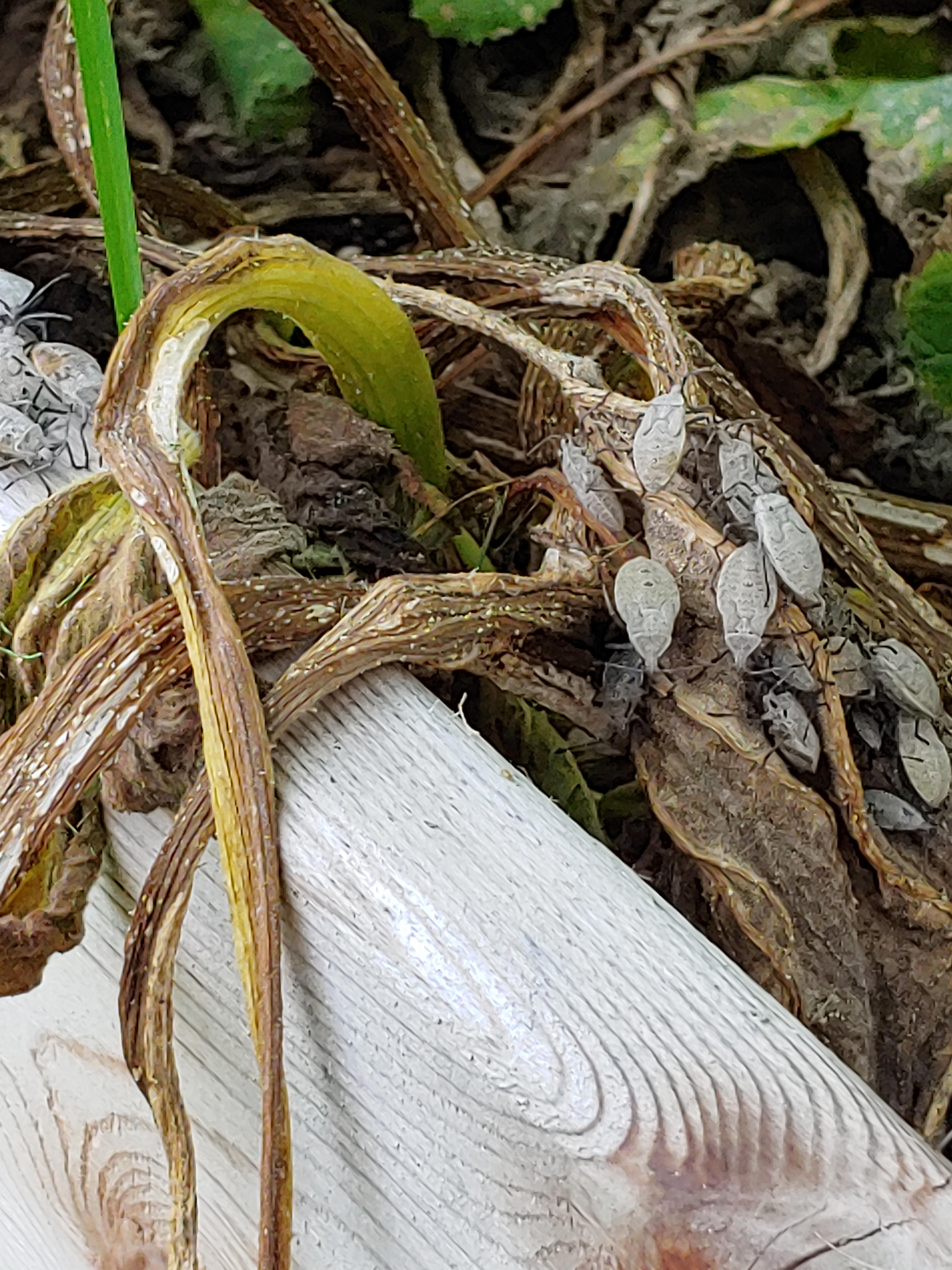 What are these monsters eating my zucchini? r/plantclinic