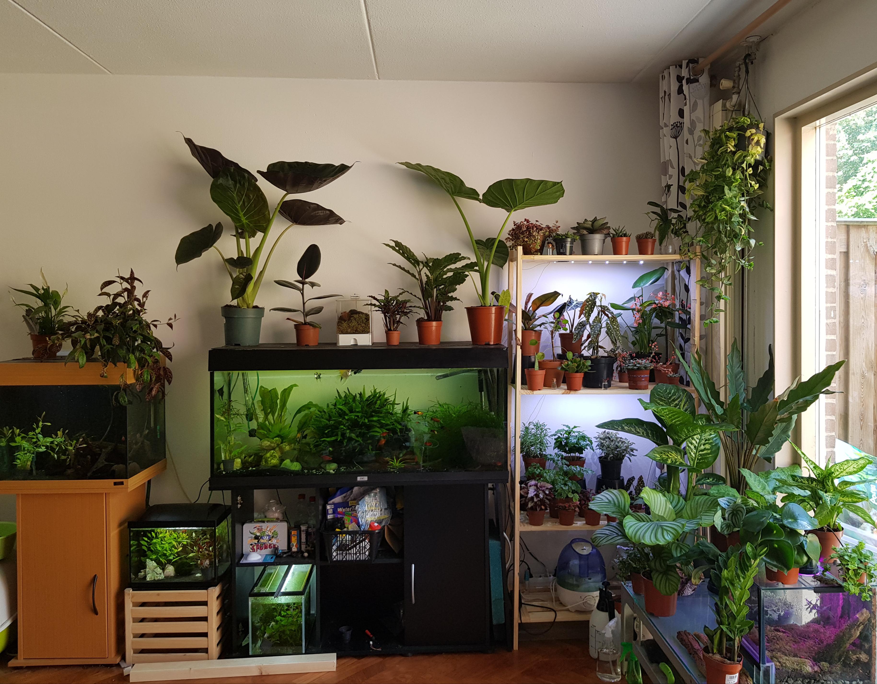 Just a few of our plants and fish tanks ') r/houseplants