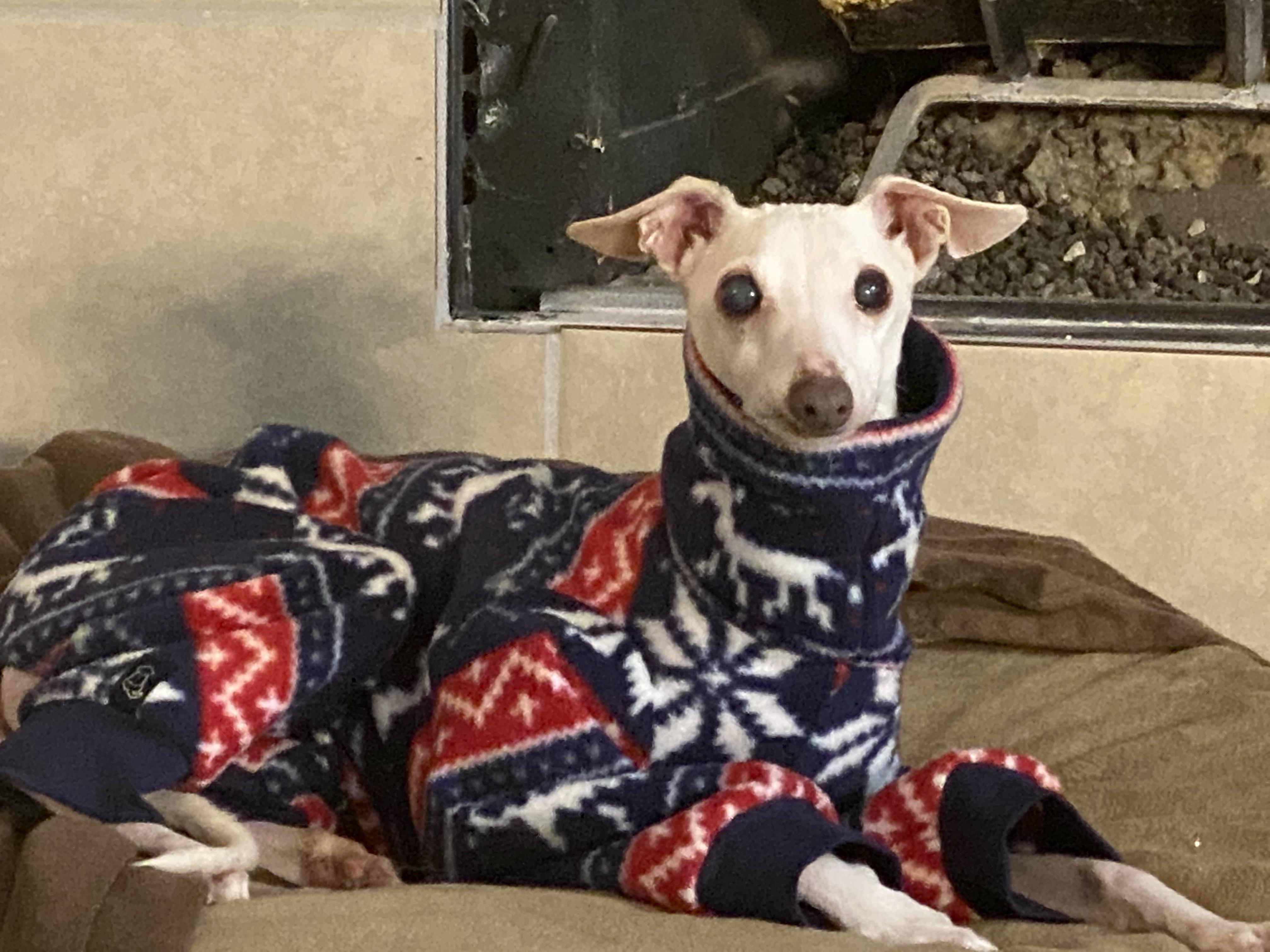 Do you like his new winter outfit? Does he need shoes? r/Greyhounds