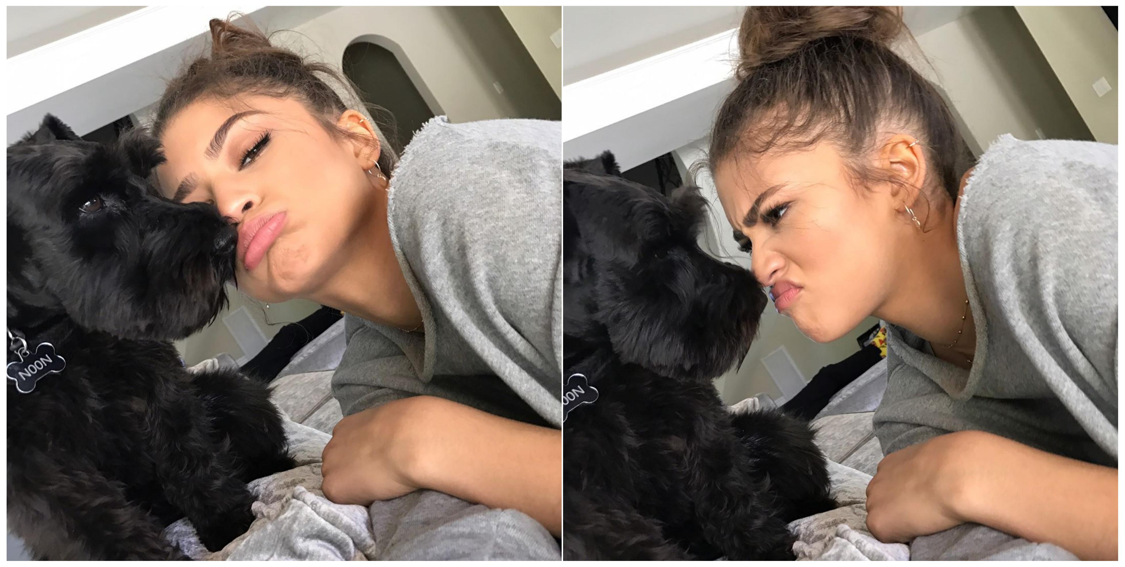 Zendaya Dog