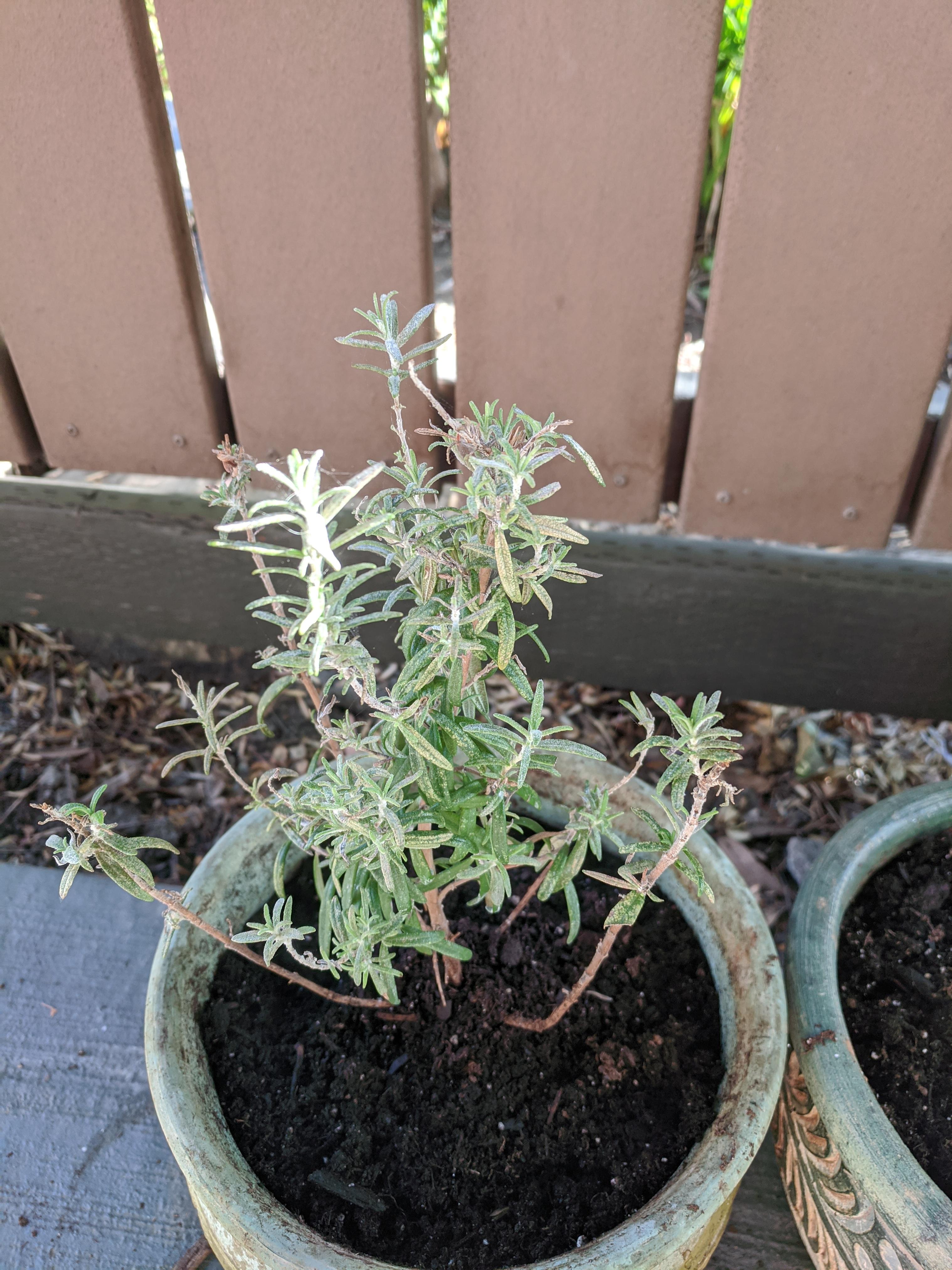 My Rosemary leaves turning white and some of the branches have no