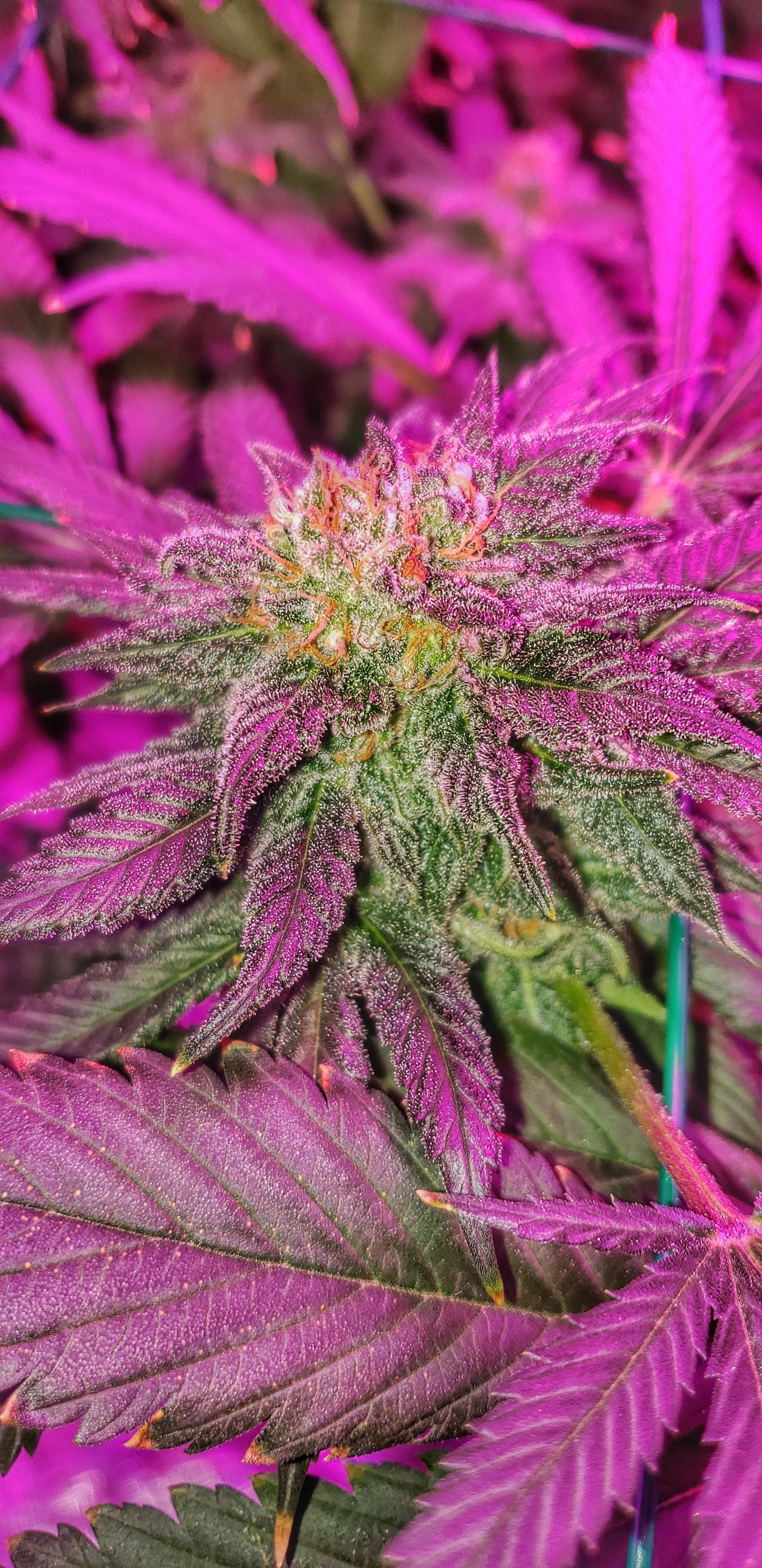Afghan Kush [F56] r/microgrowery