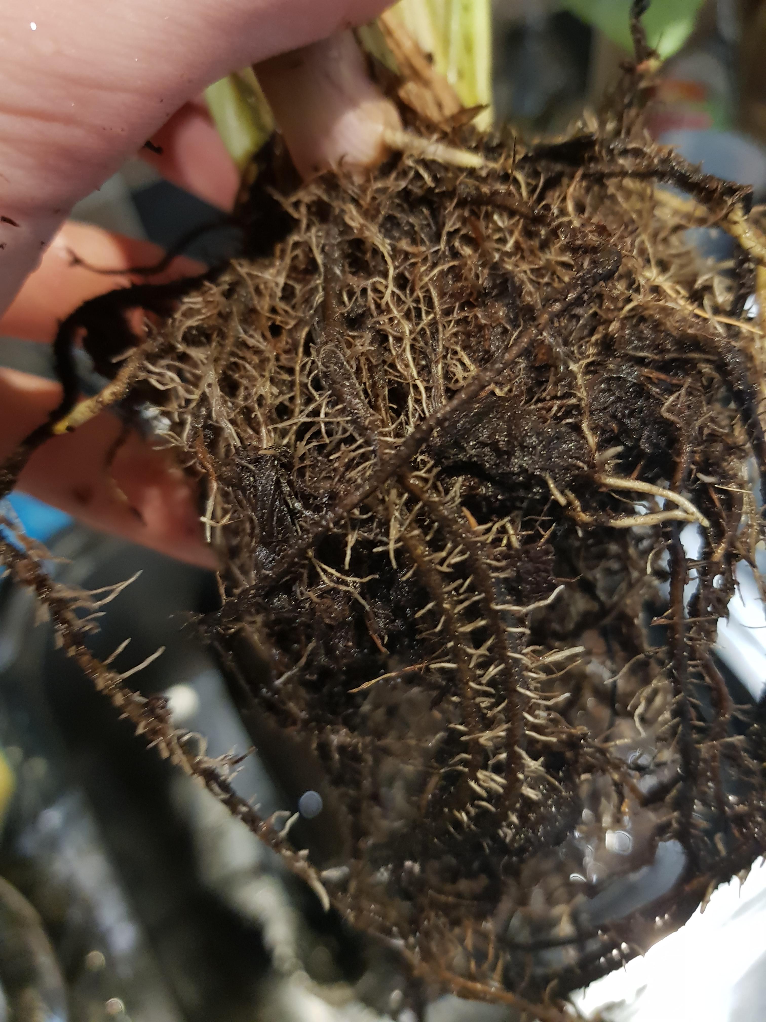 Is this root rot on my calathea? More info in comments r/houseplants