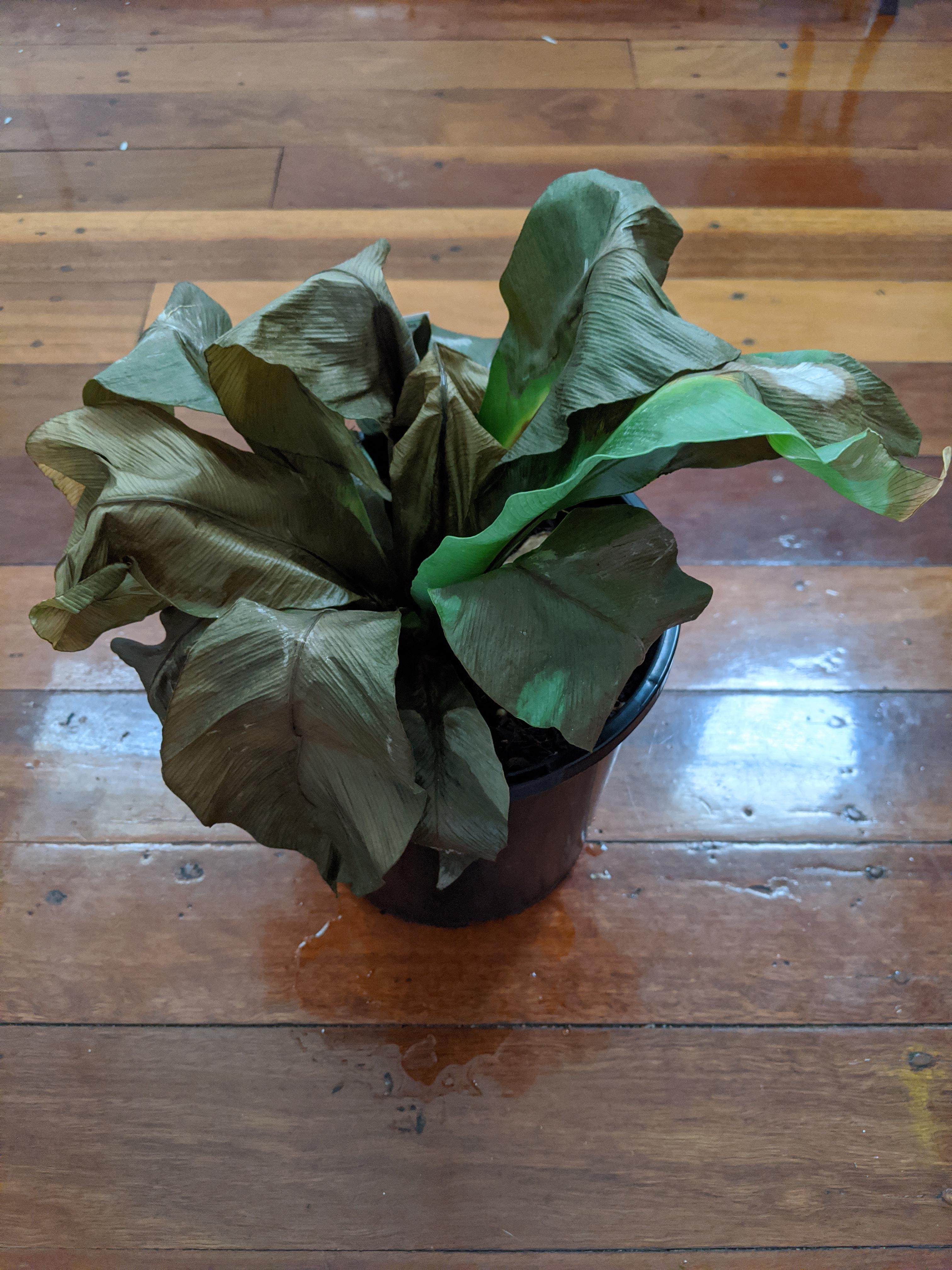 Any way to save this sun damaged bird nest fern?