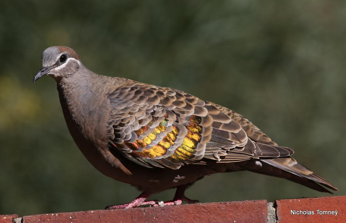 Australia's most common pigeon, the nonlethal and modestly stunning