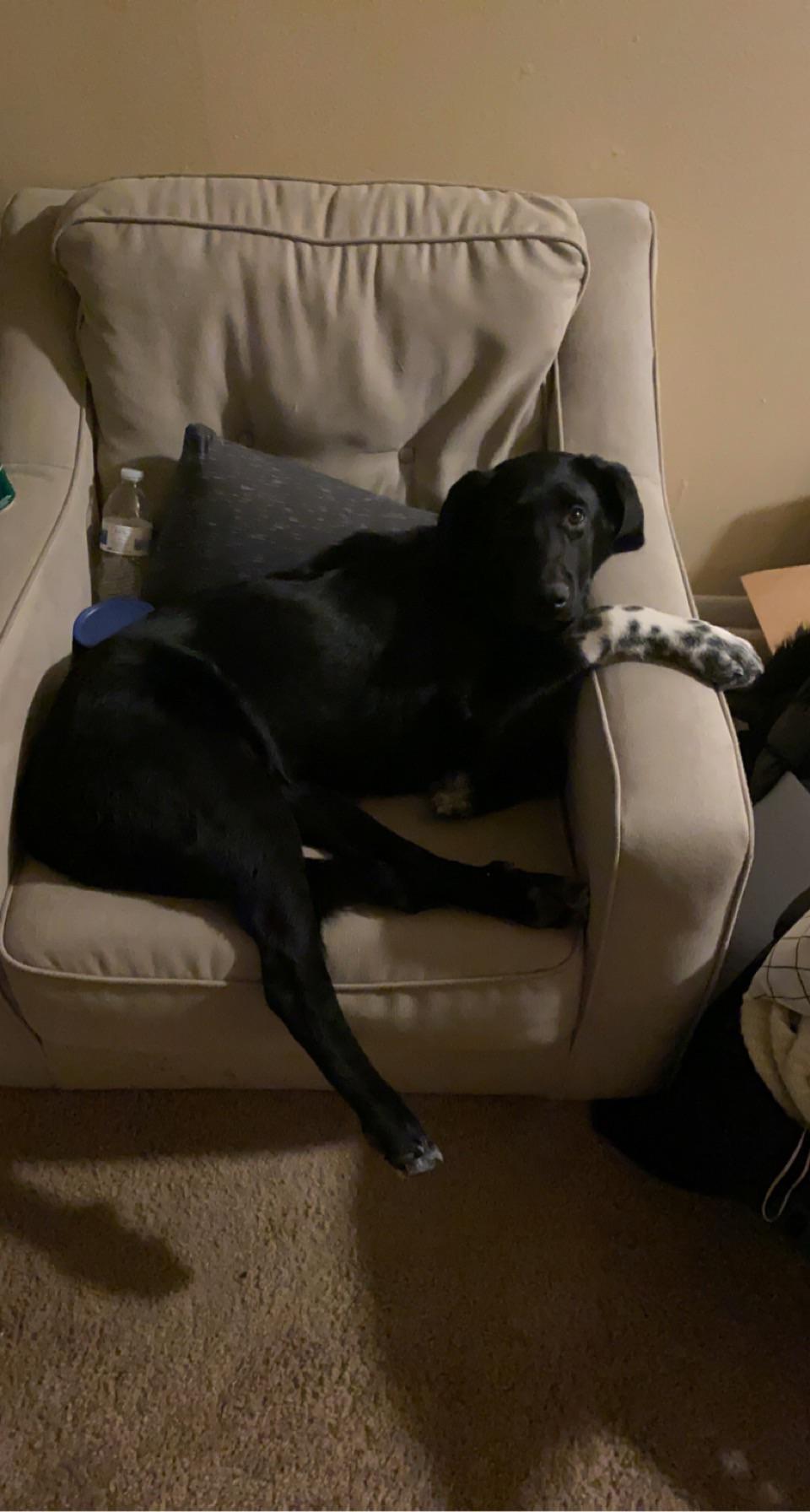 He sleeps like he pays the bills r/Pyrador