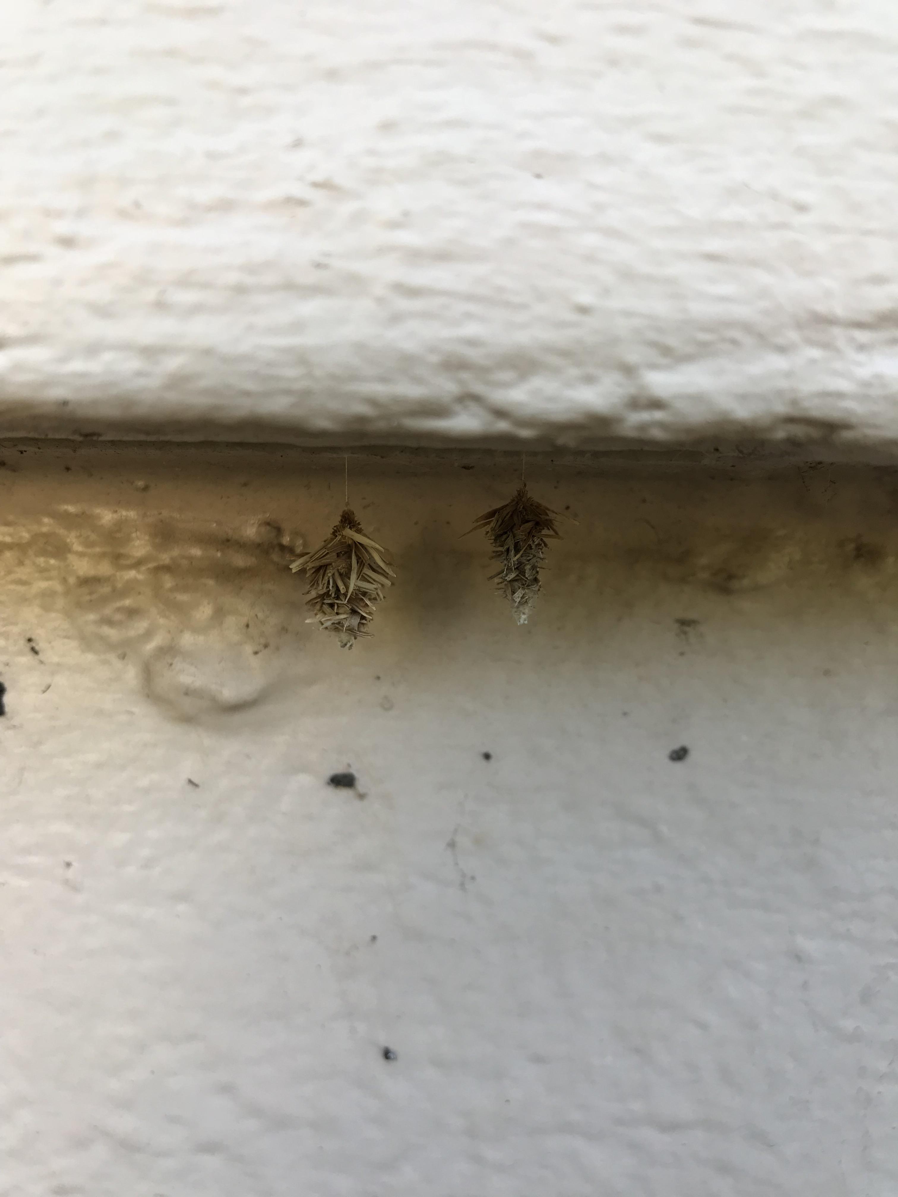 What are these things hanging r/whatisthisthing