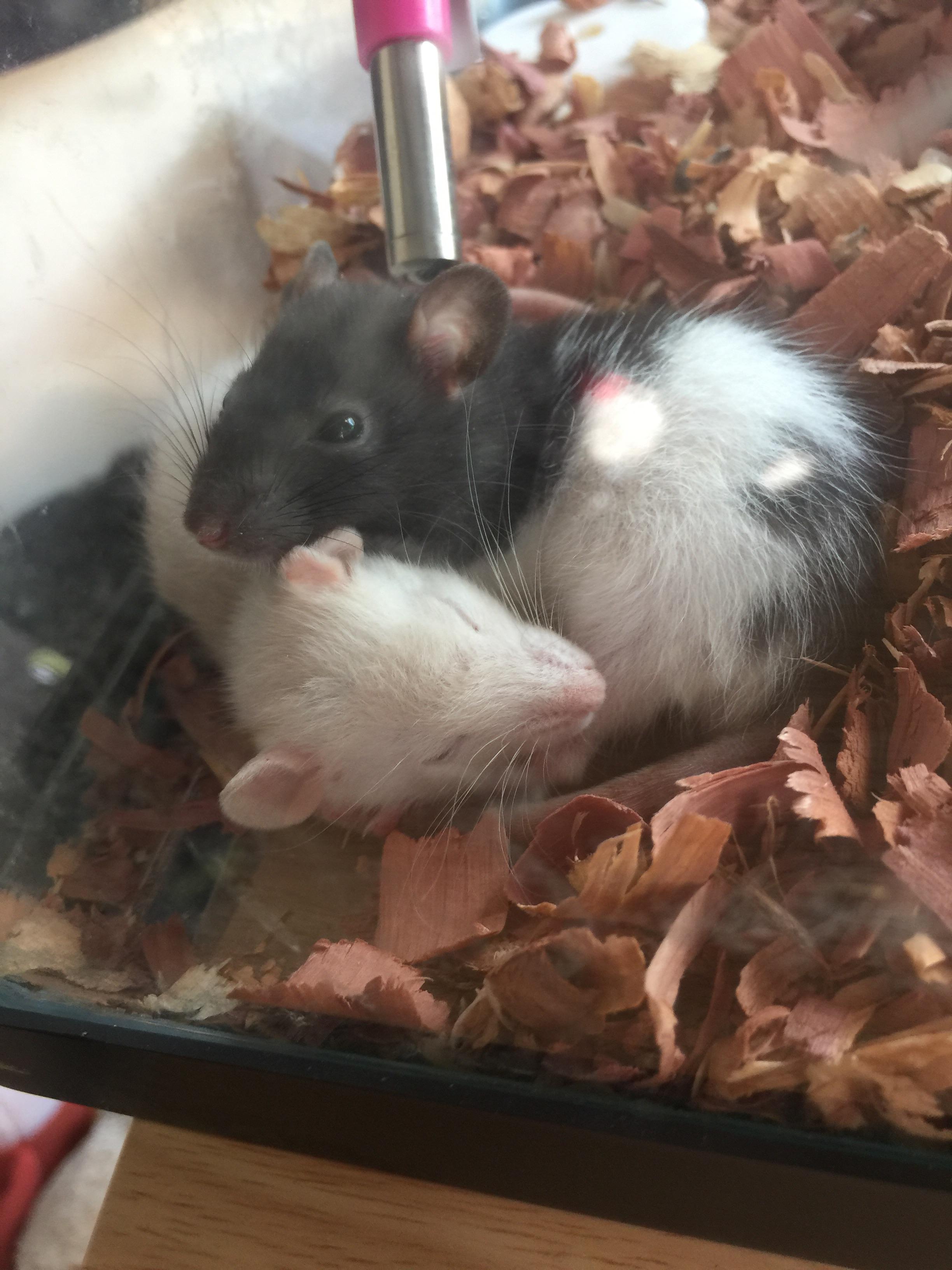 My New Babies. Mr.Jingles and Jamison. I can’t wait to watch them grow