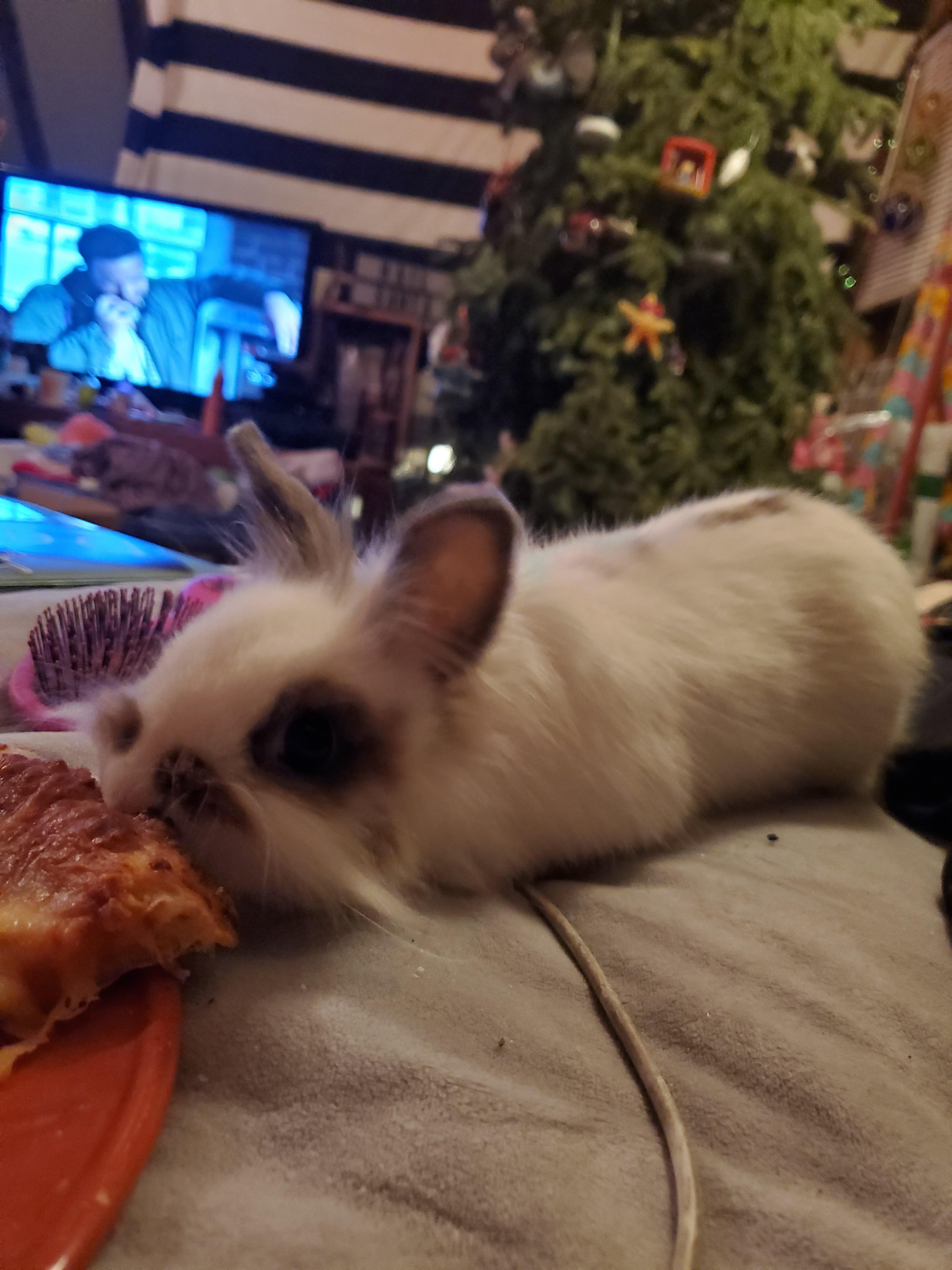 pizza's not for bunnies 🙄😂 r/Rabbits